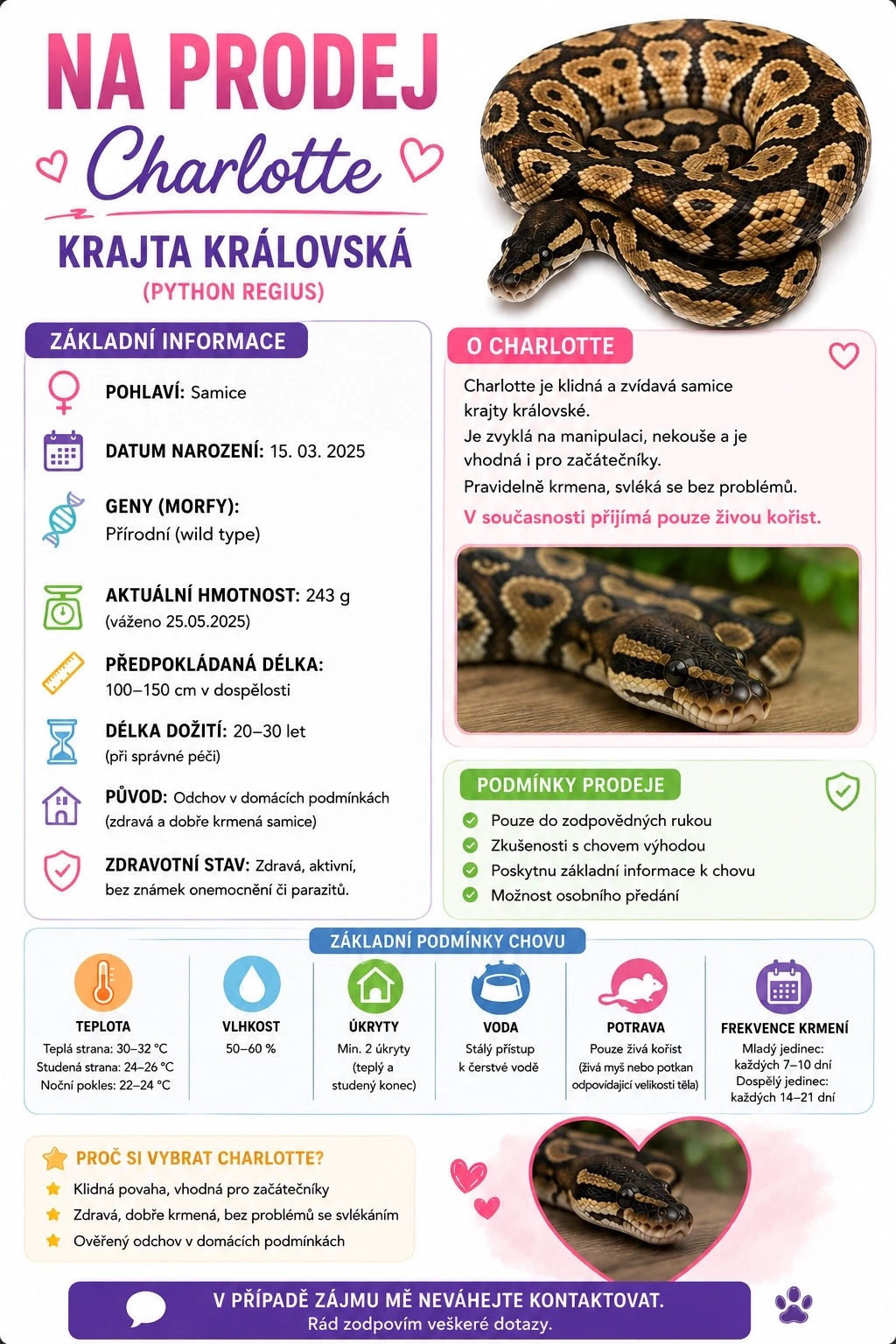 Krajta královská (Python regius) – Cinnamon samice