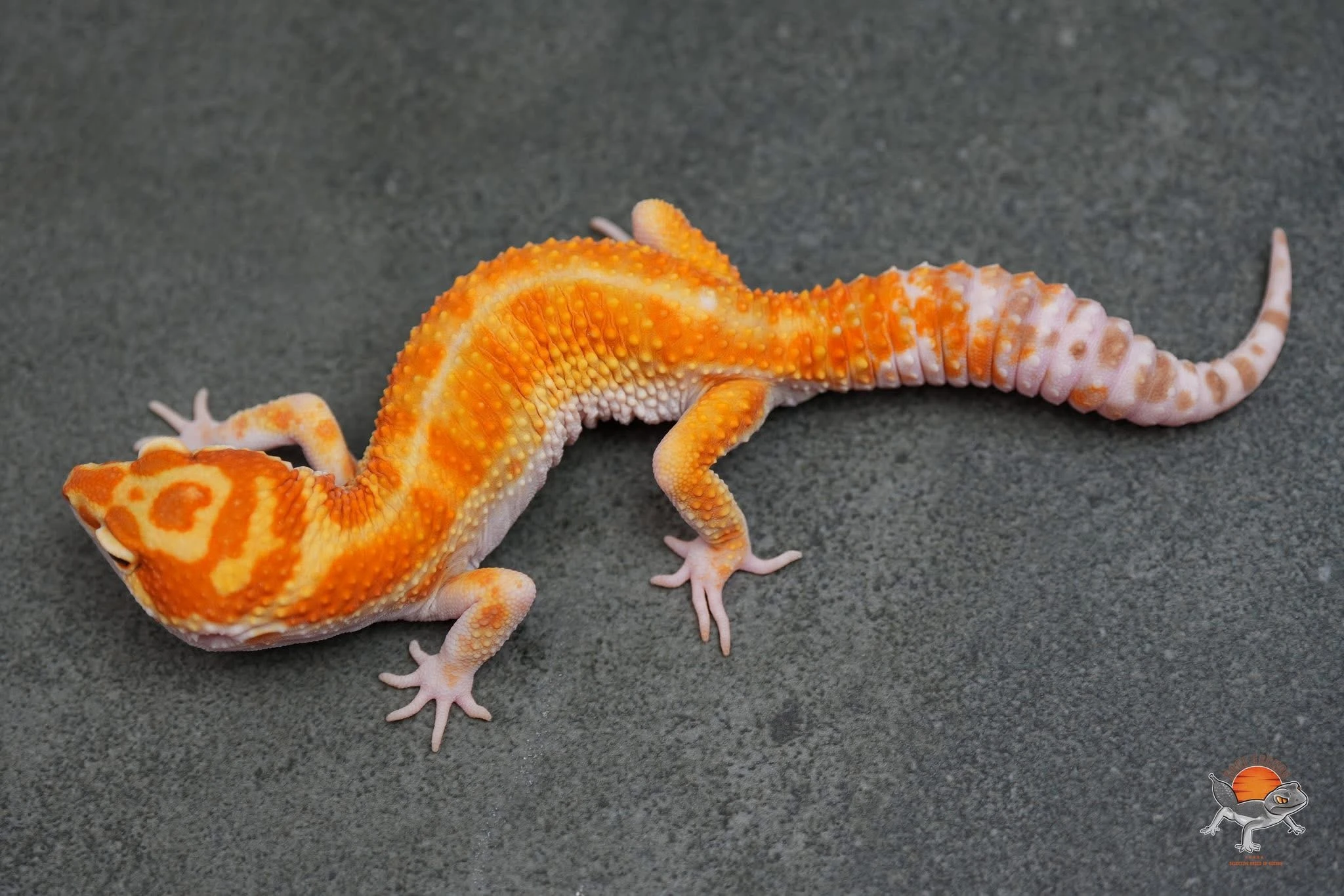 Gekončík noční (Eublepharis macularius)