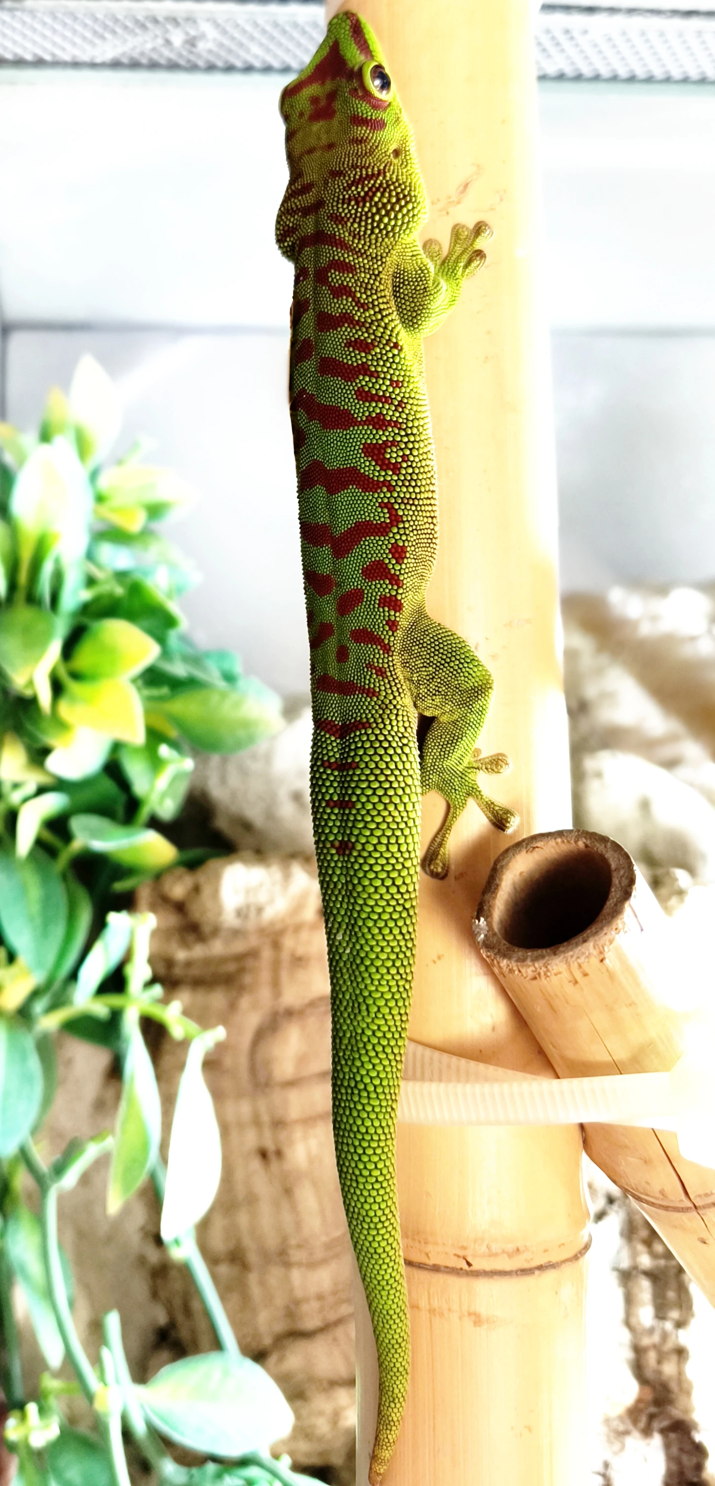 Felsuma madagaskarská grandis ( Phelsuma madagascariensis grandis)