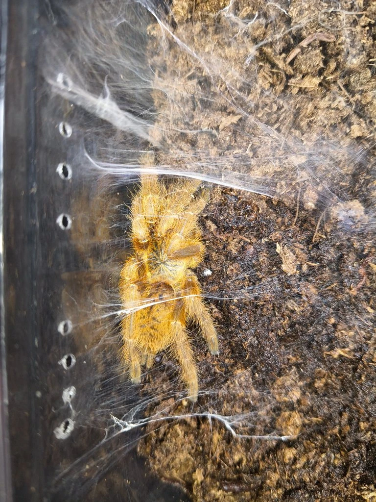 Sklípkani - posílám / Fauna trhy Ostrava 21.6.