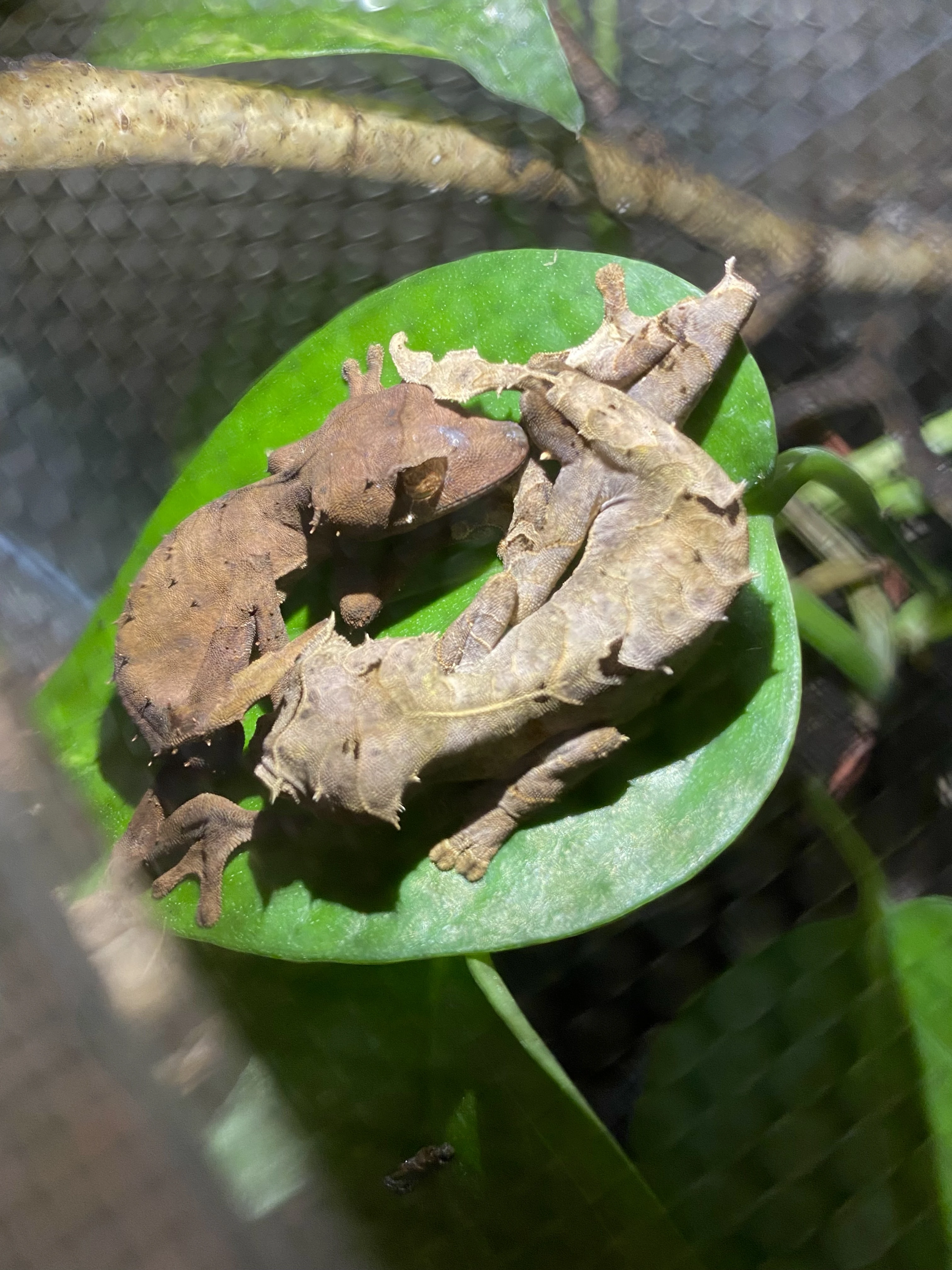 Uroplatus Ebenaui