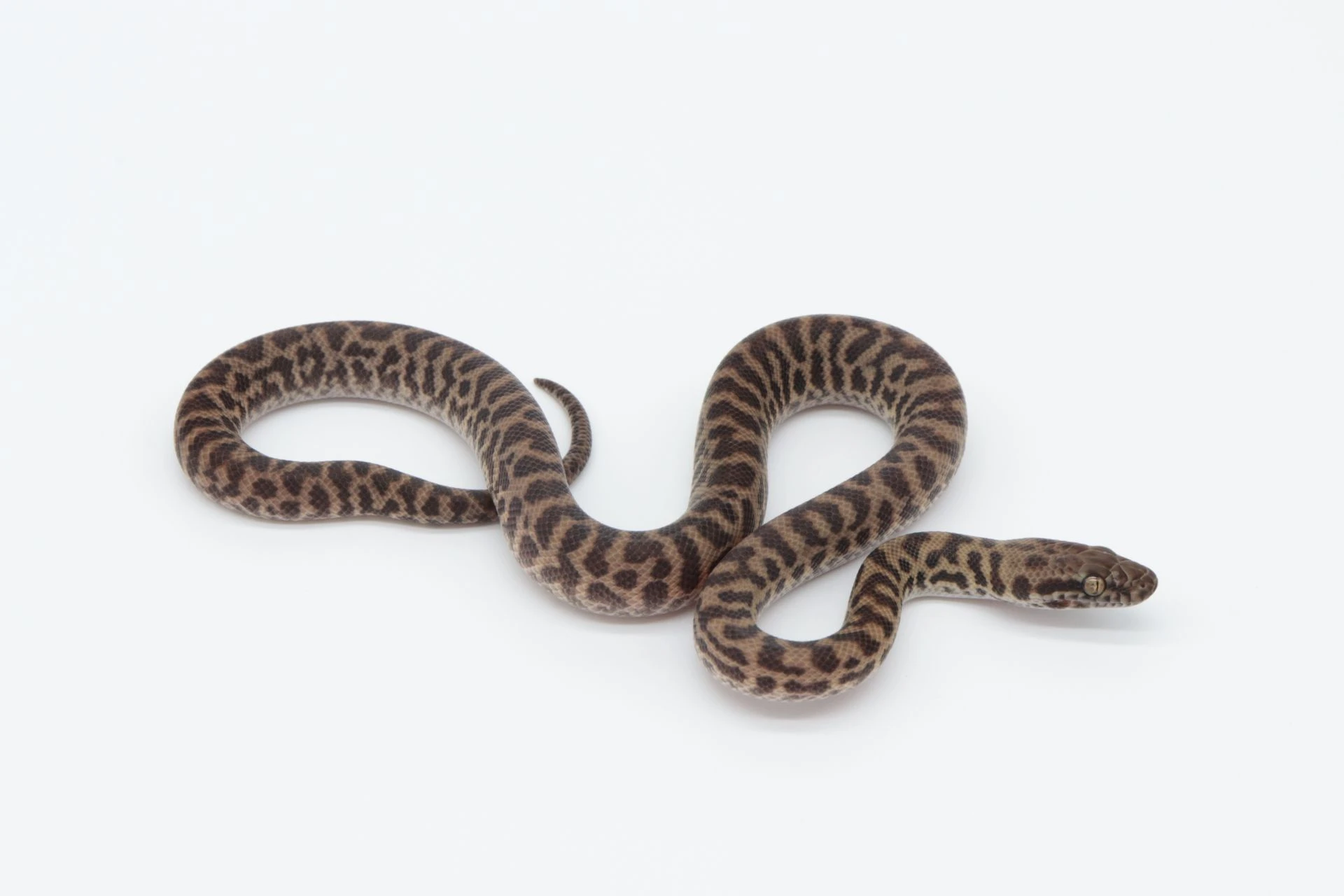 Antaresia childreni