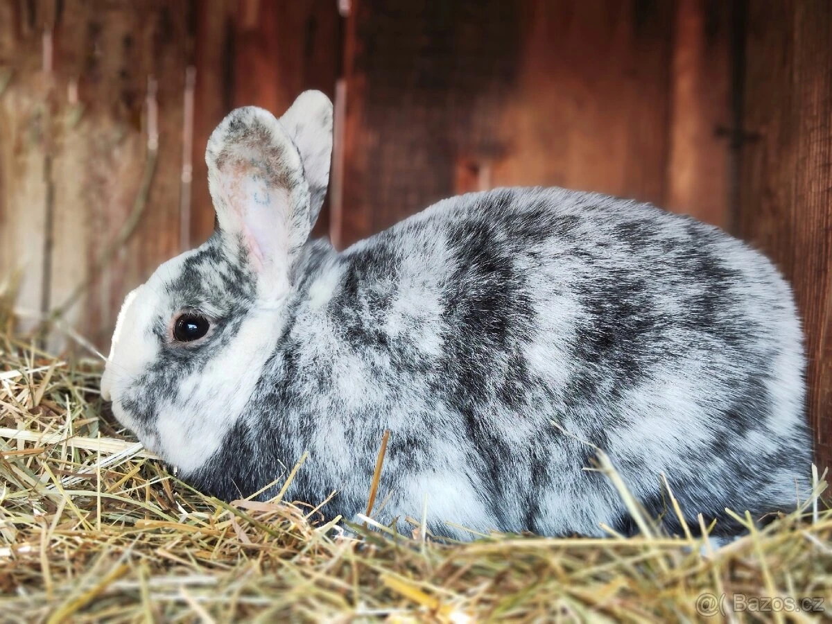 Rhönský králík - chovná skupina
