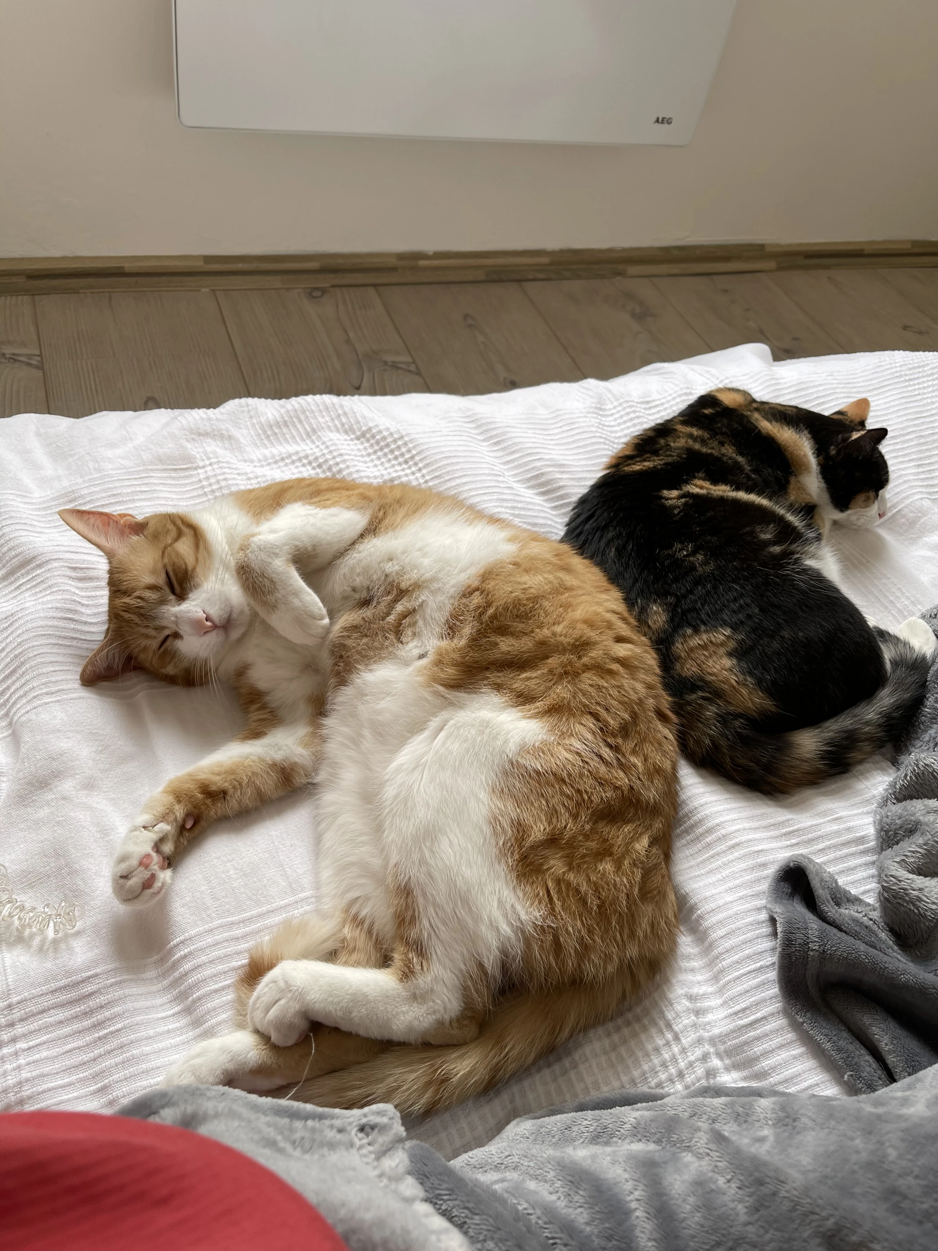 Nabízím dvě domácí kočičky k adopci v Praze a v okolí