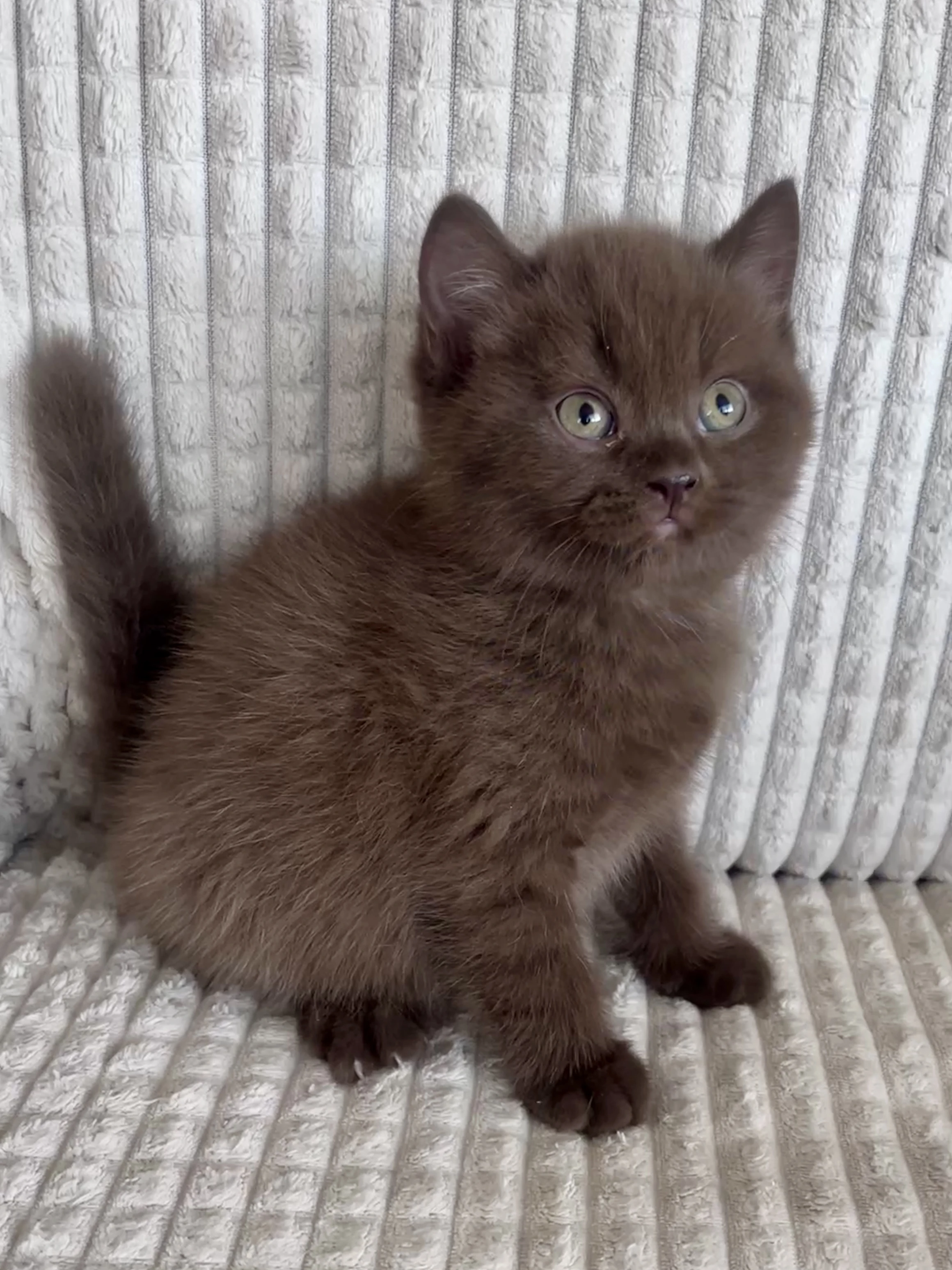 Britská kočička s PP - čokoládová Brownie