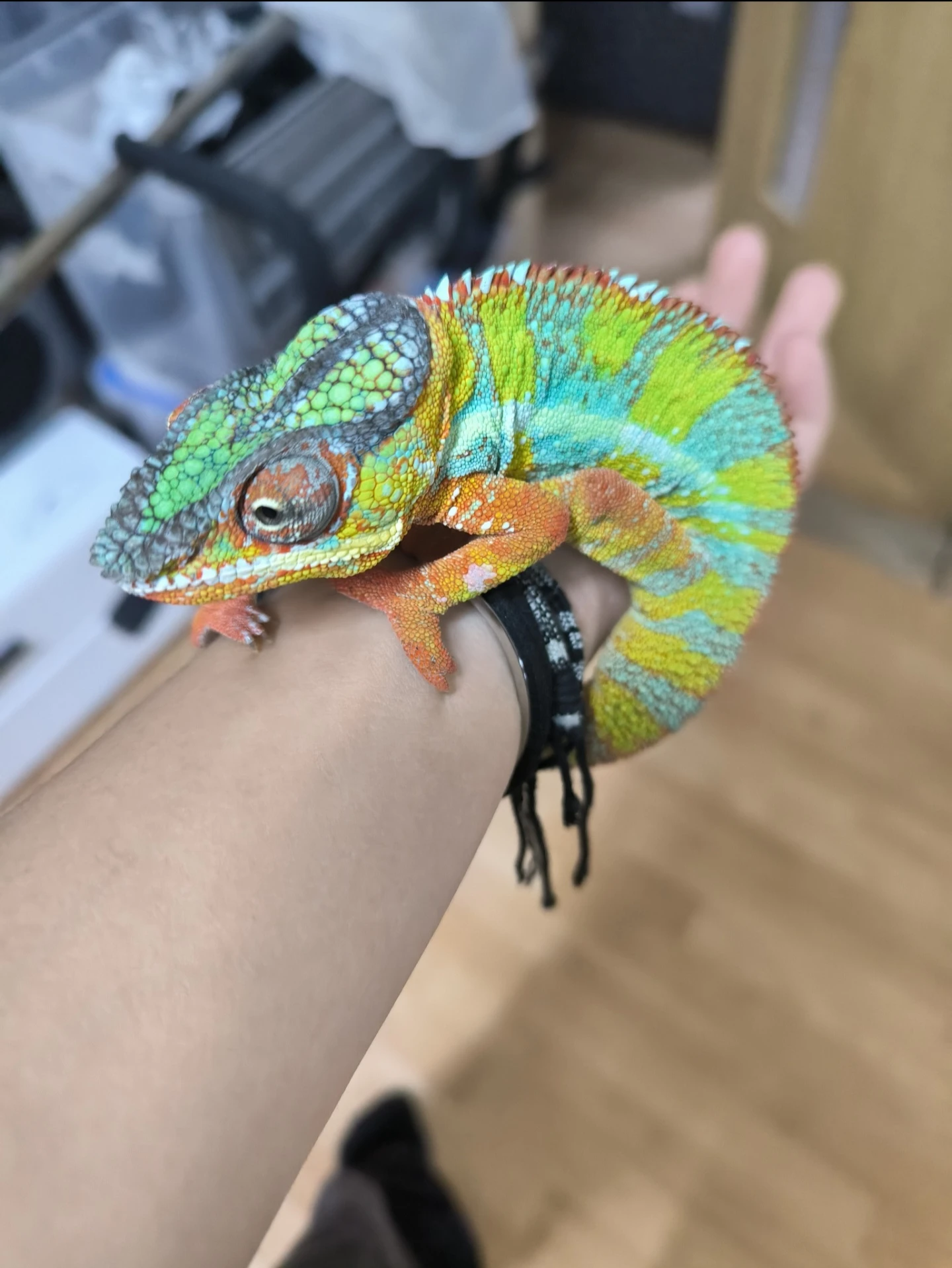 Chameleon pardálí dvou roční samec F1 Ambilobe