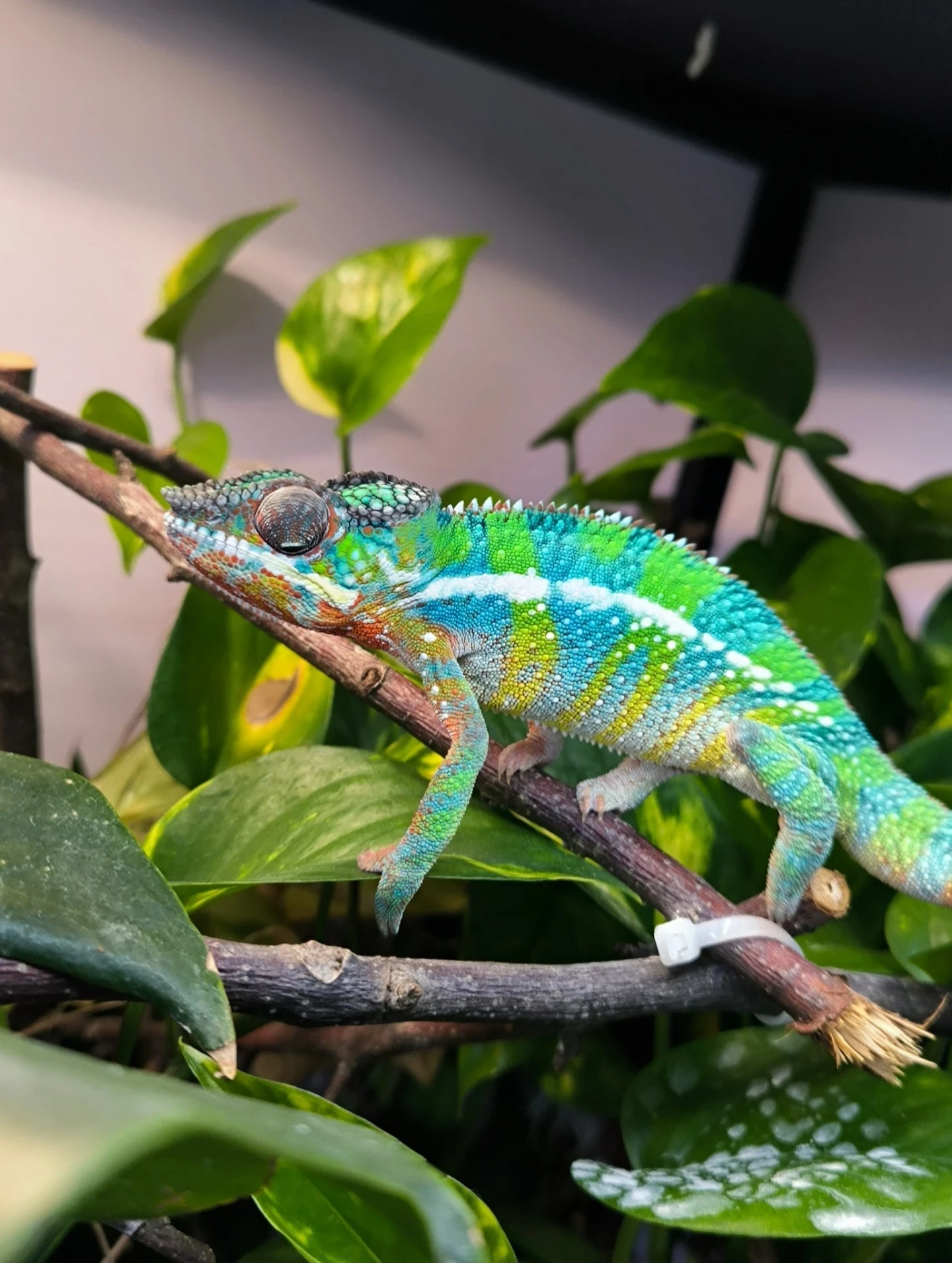 Chameleon pardálí dvou roční samec F1 Ambilobe
