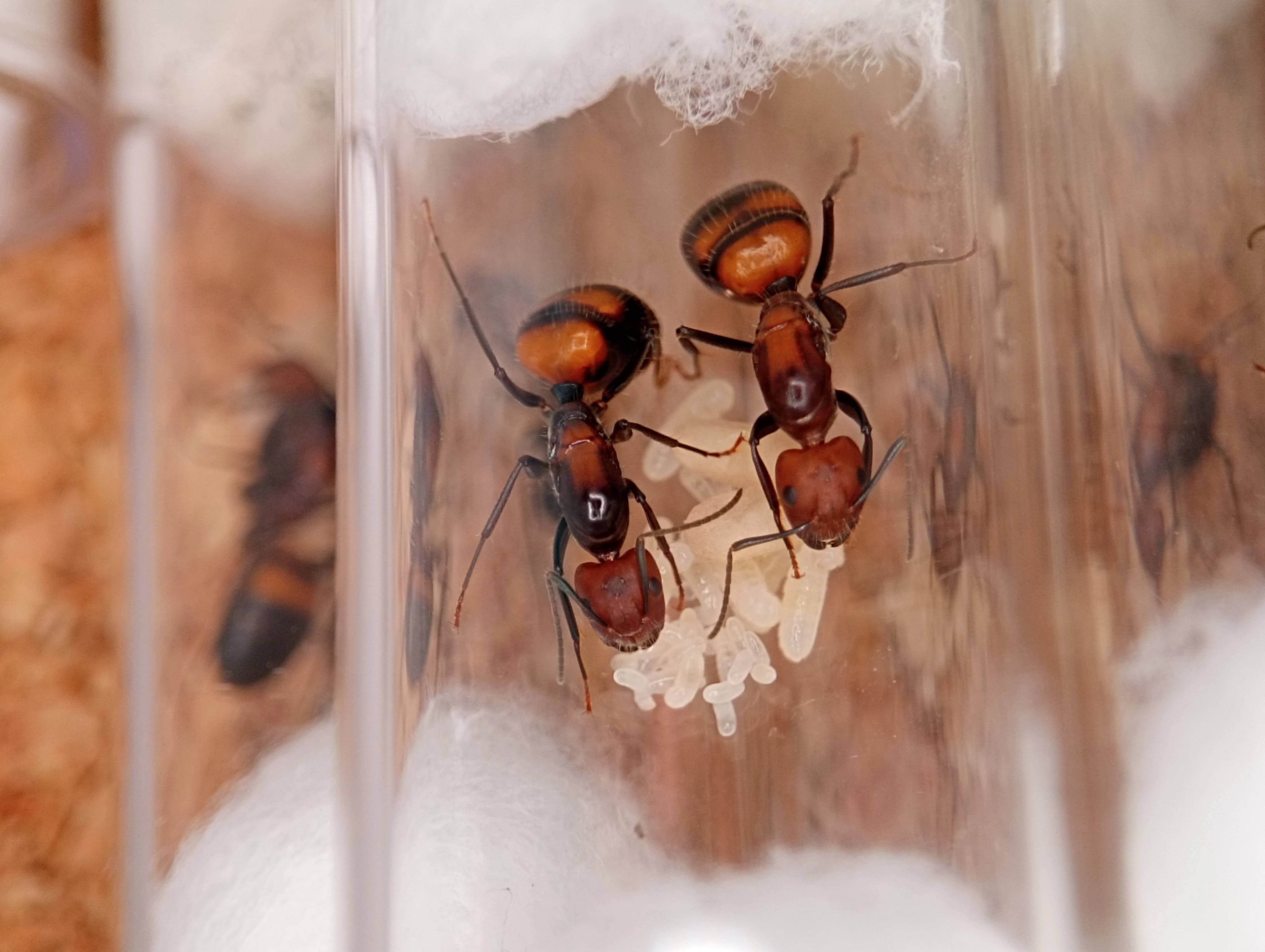 Mravenec nikobarský (Camponotus nicobarensis)
