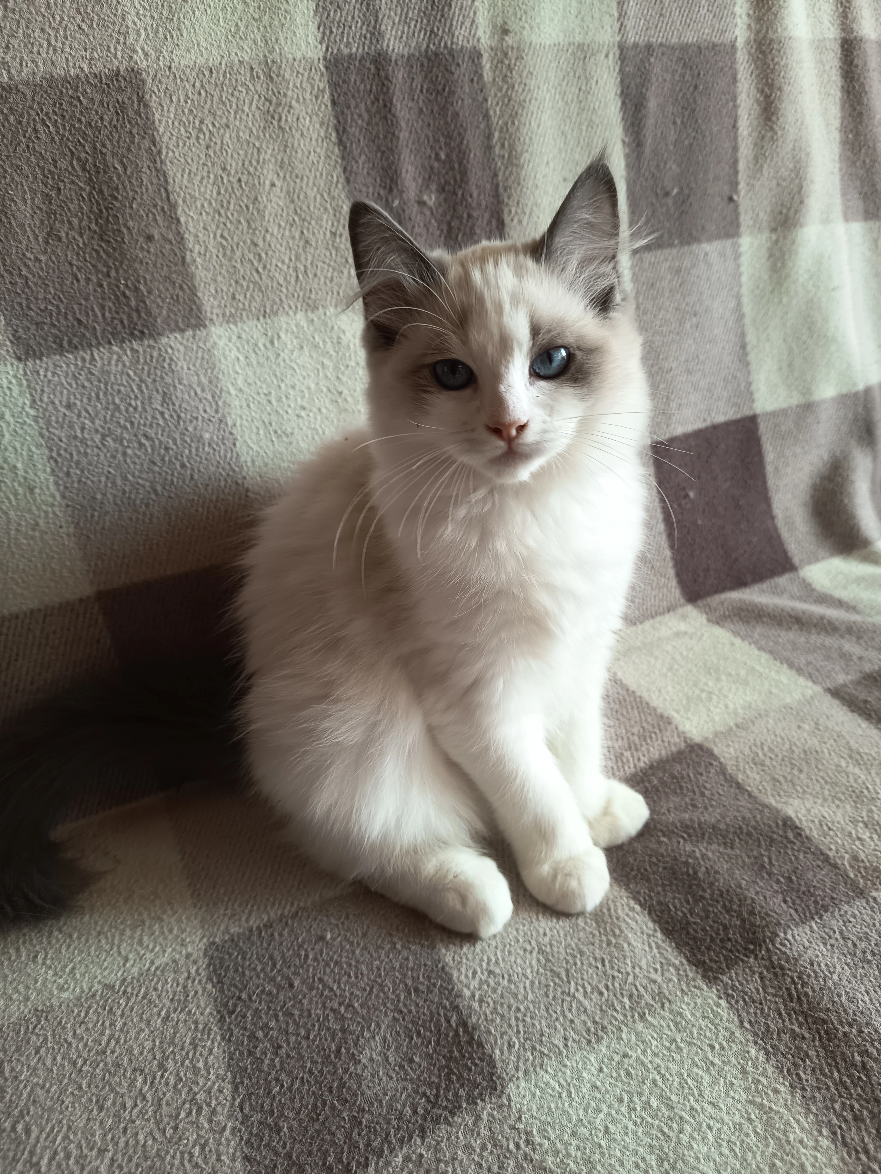 Ragdoll koťátka s průkazem původu FIFe – Dalaskacat, CZ
