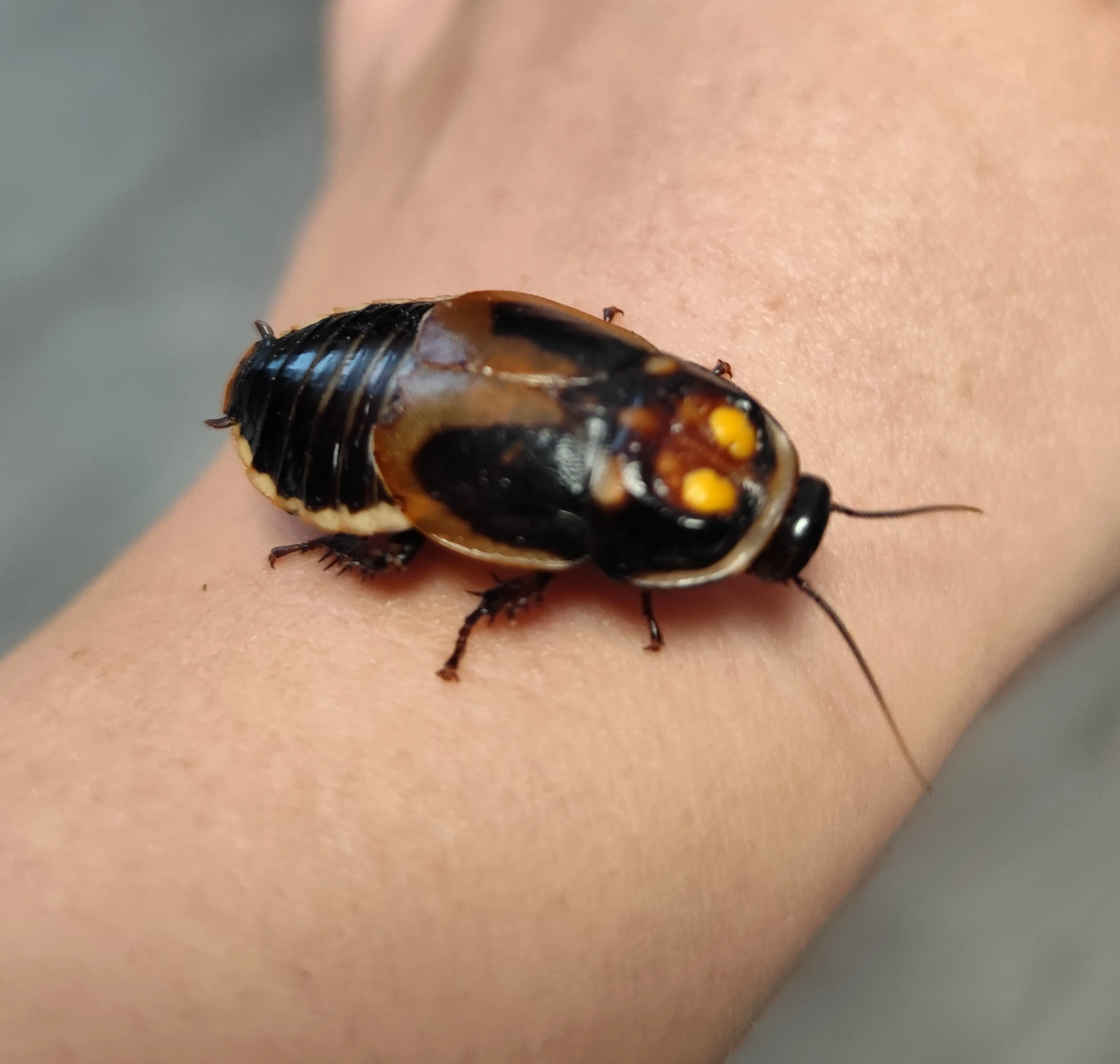 Šváb lucihormetica verrucosa