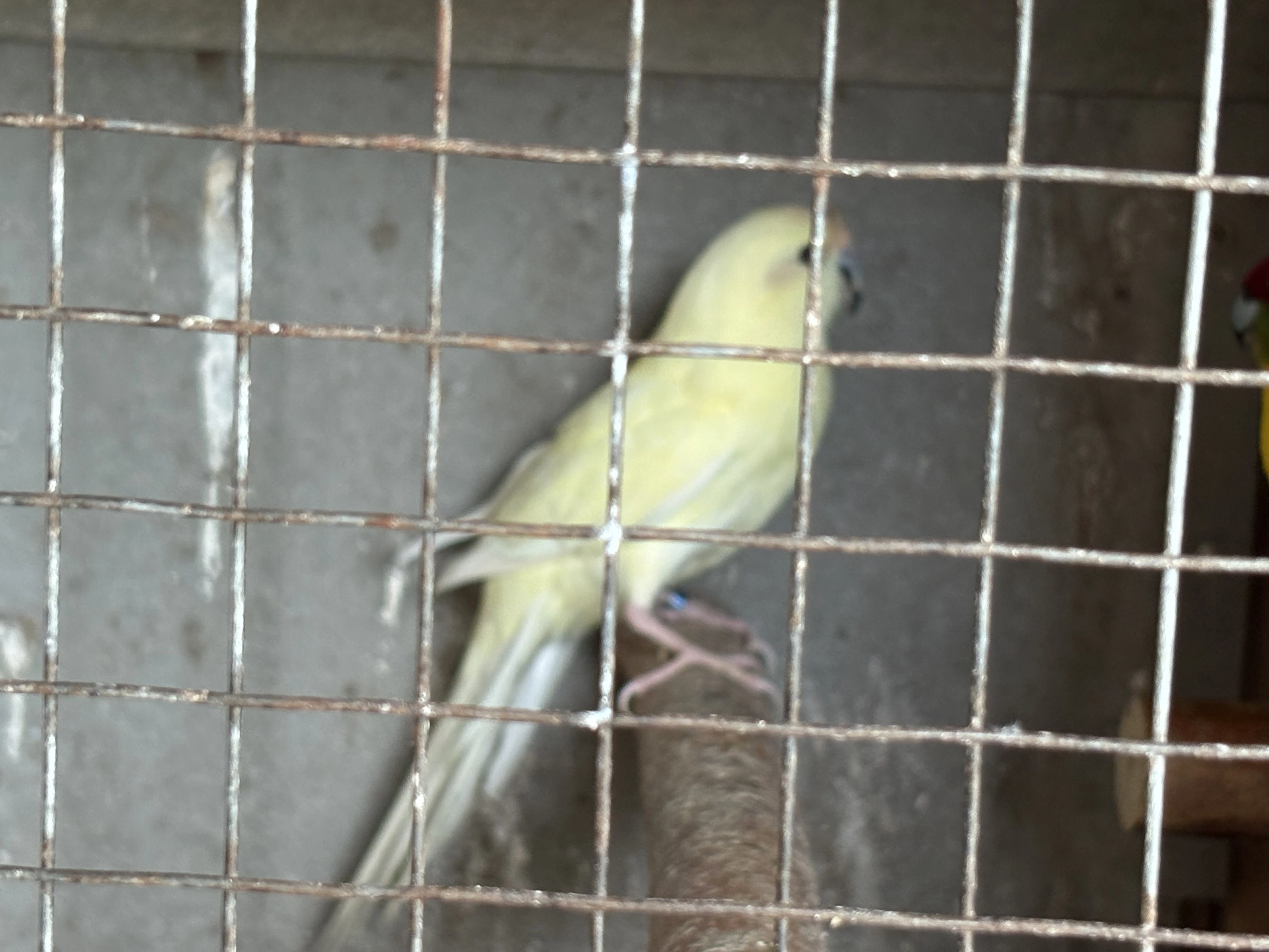 Kakariki