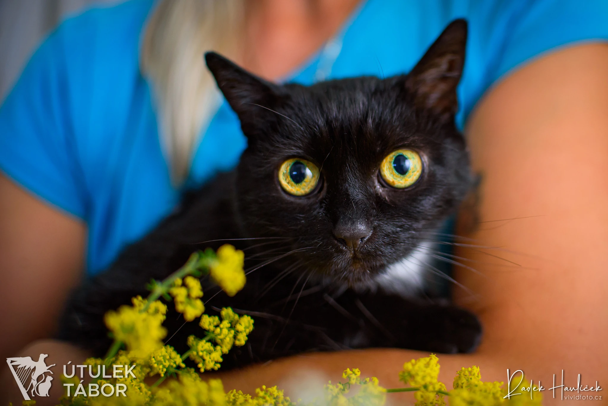 Black Beauty k adopci