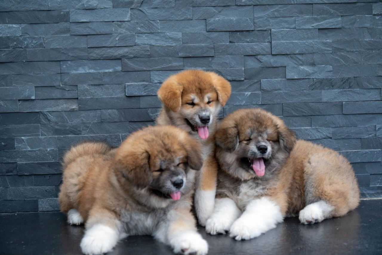 Červená štěňata Akita Inu s PP fci/čmku