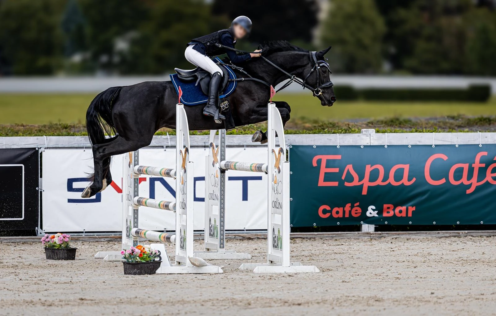 Kvalitní sportovní klisna ČT, výkonnost 120, výborný charakt