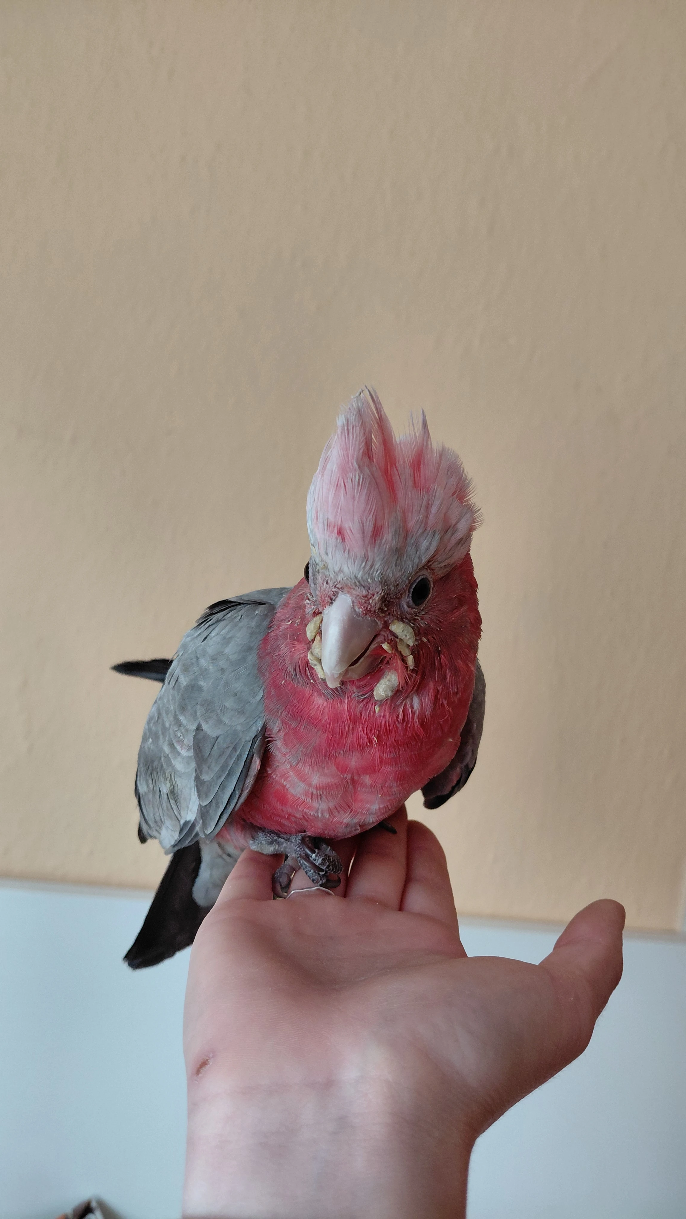 Kakadu Růžový