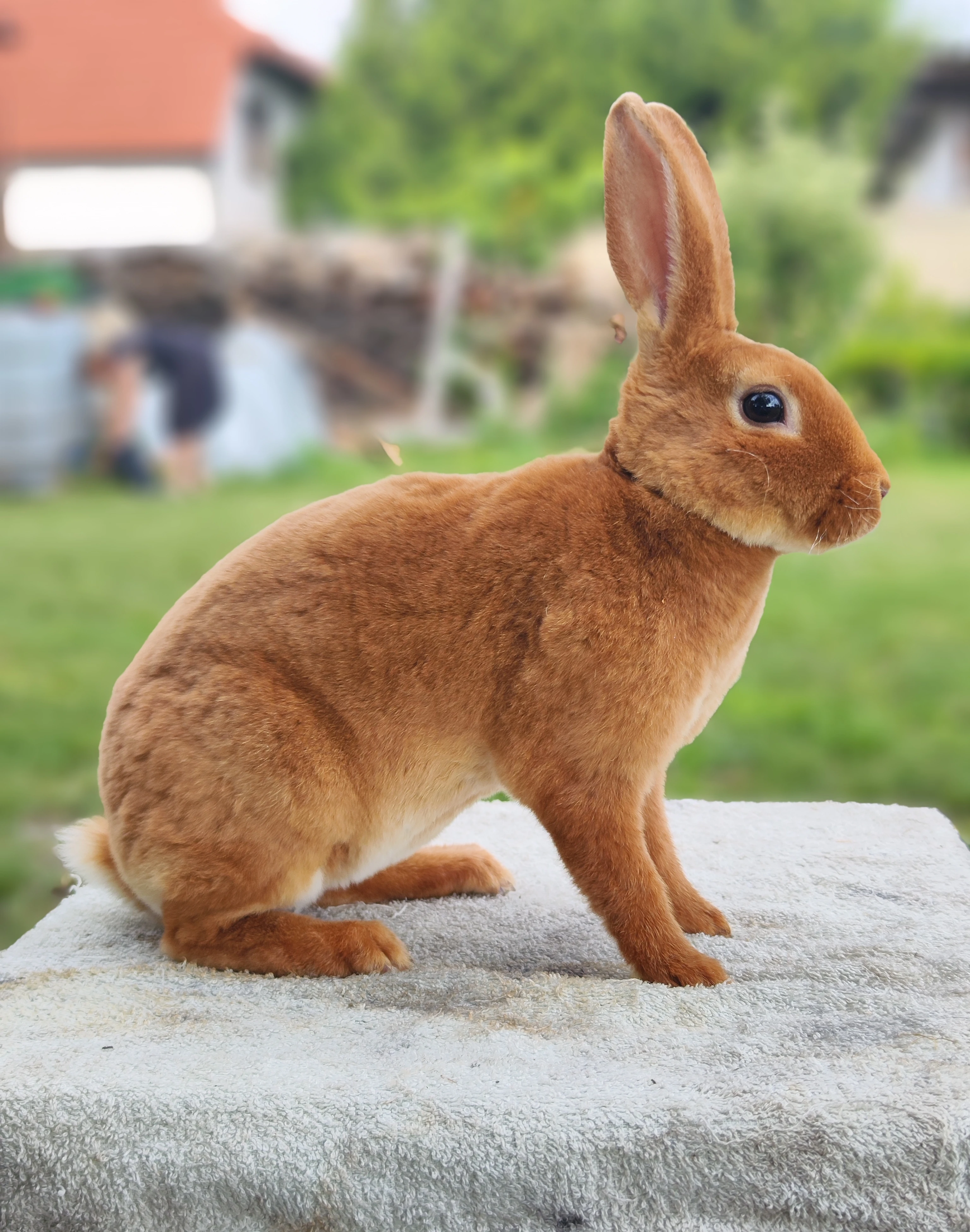Chovný pár - Malý rex oranžový