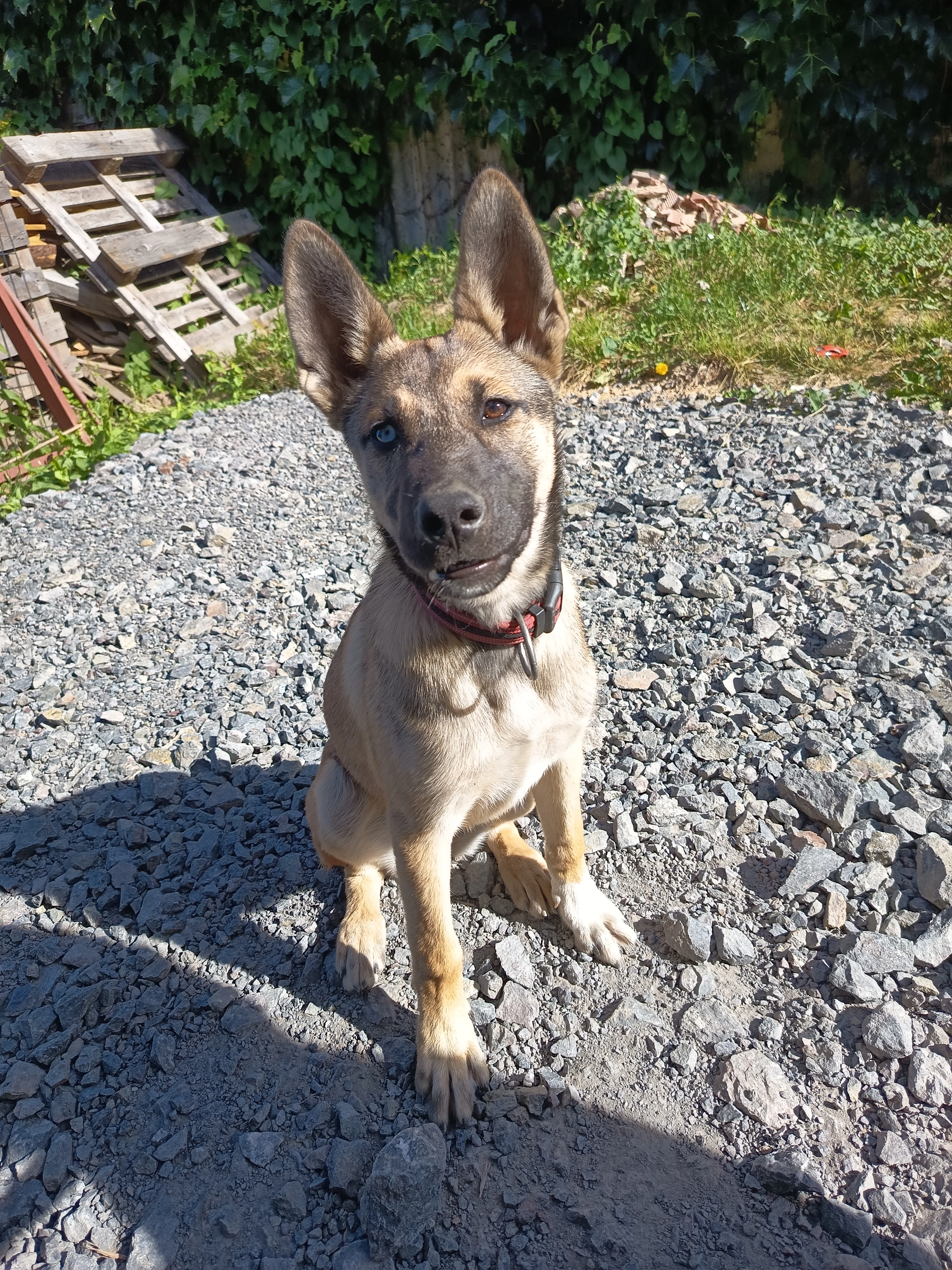 Štěně Husky x belgický ovčák