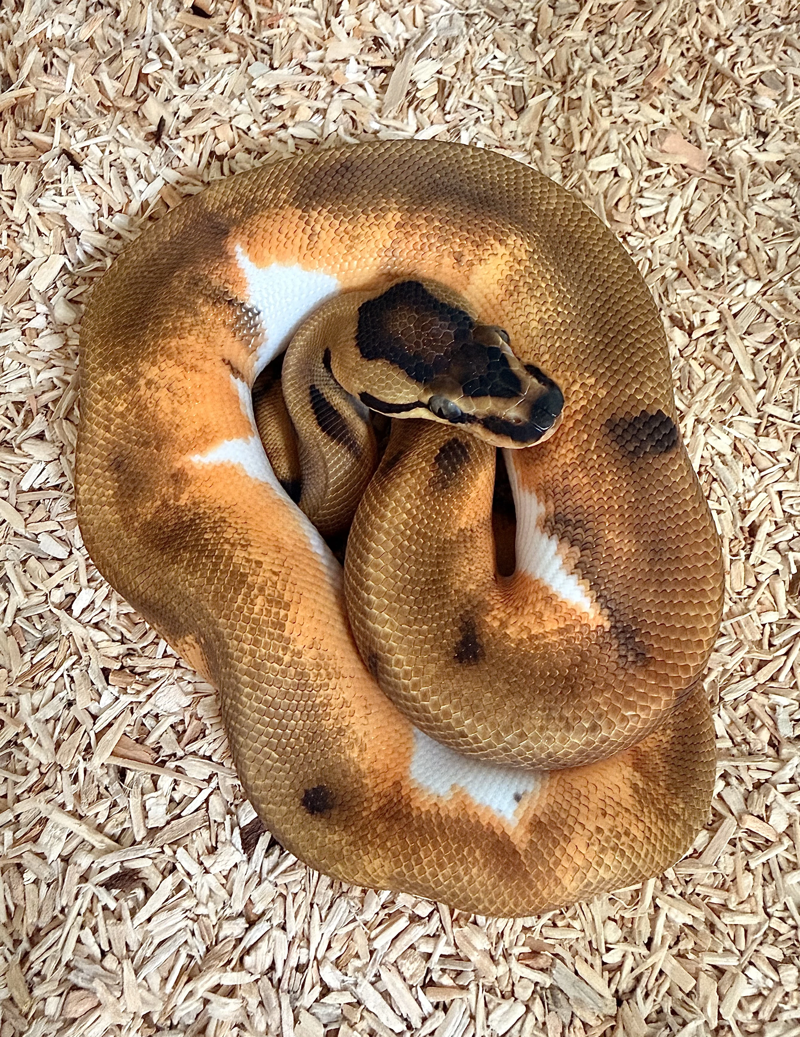 Krajta královská Enchi Pied het Clown 66% het LA poss Blade
