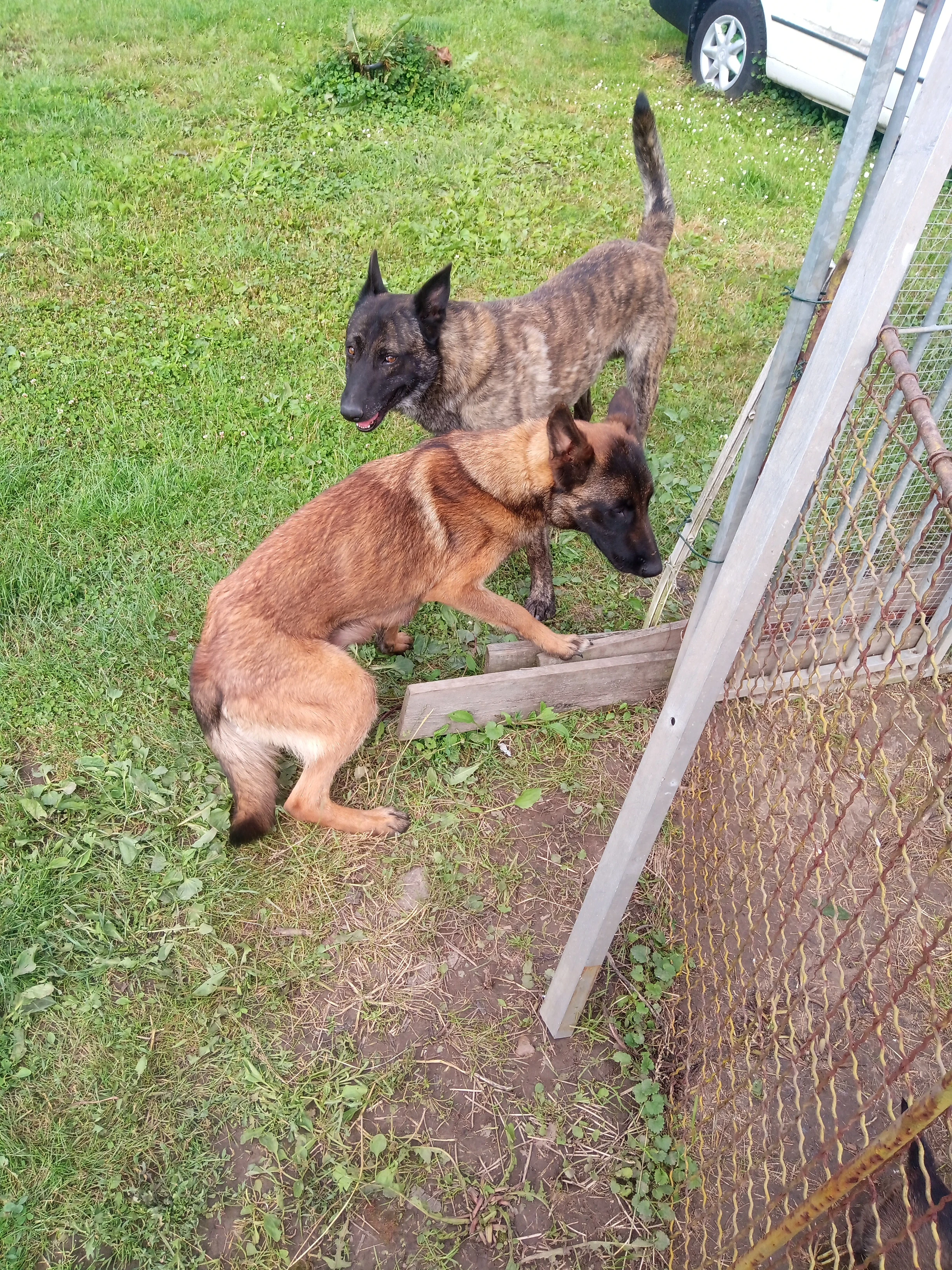Belgický ovčák malinois - holandský ovčák