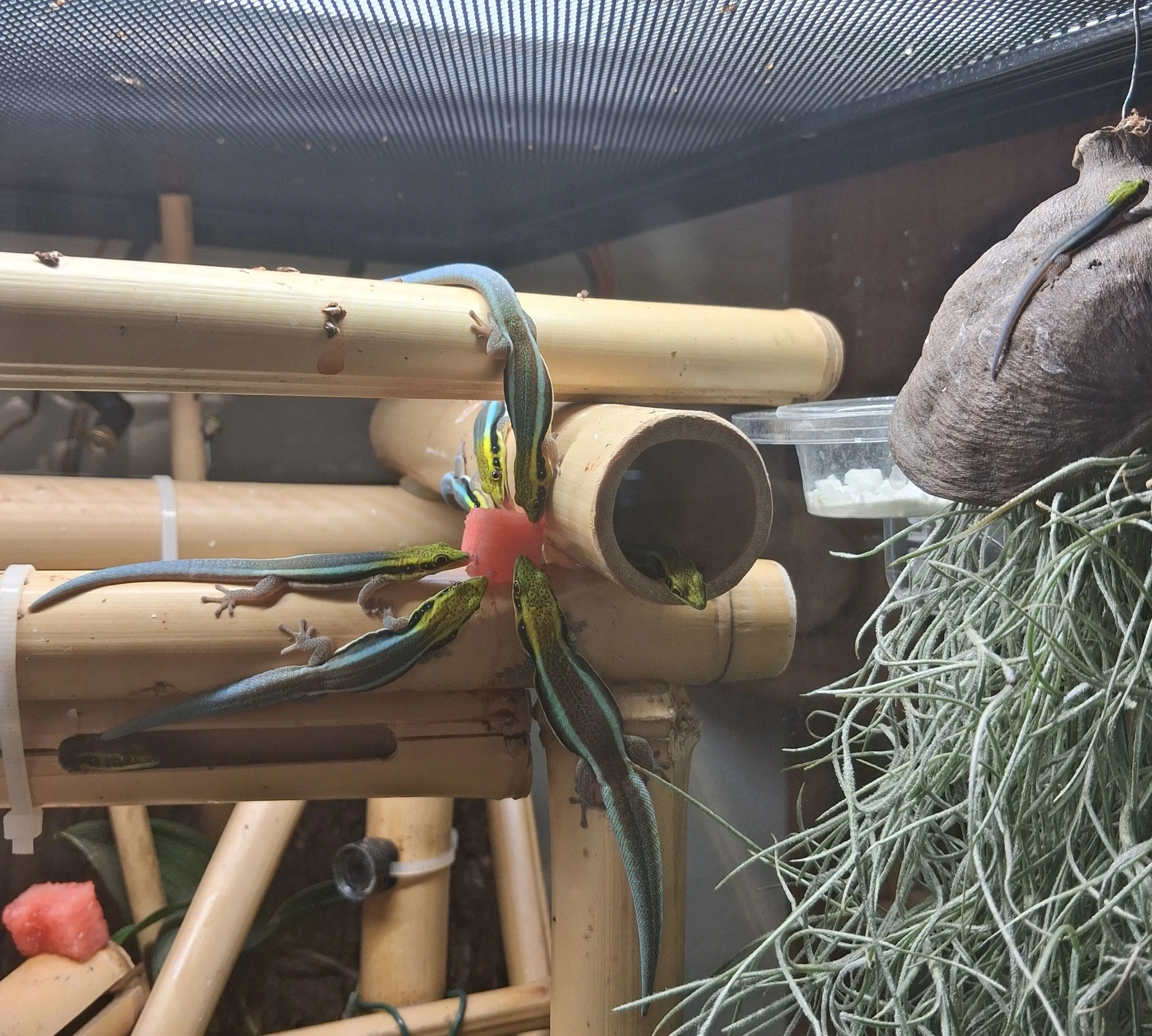 Phelsuma klemmeri Felsuma Klemmerova 2.0.2