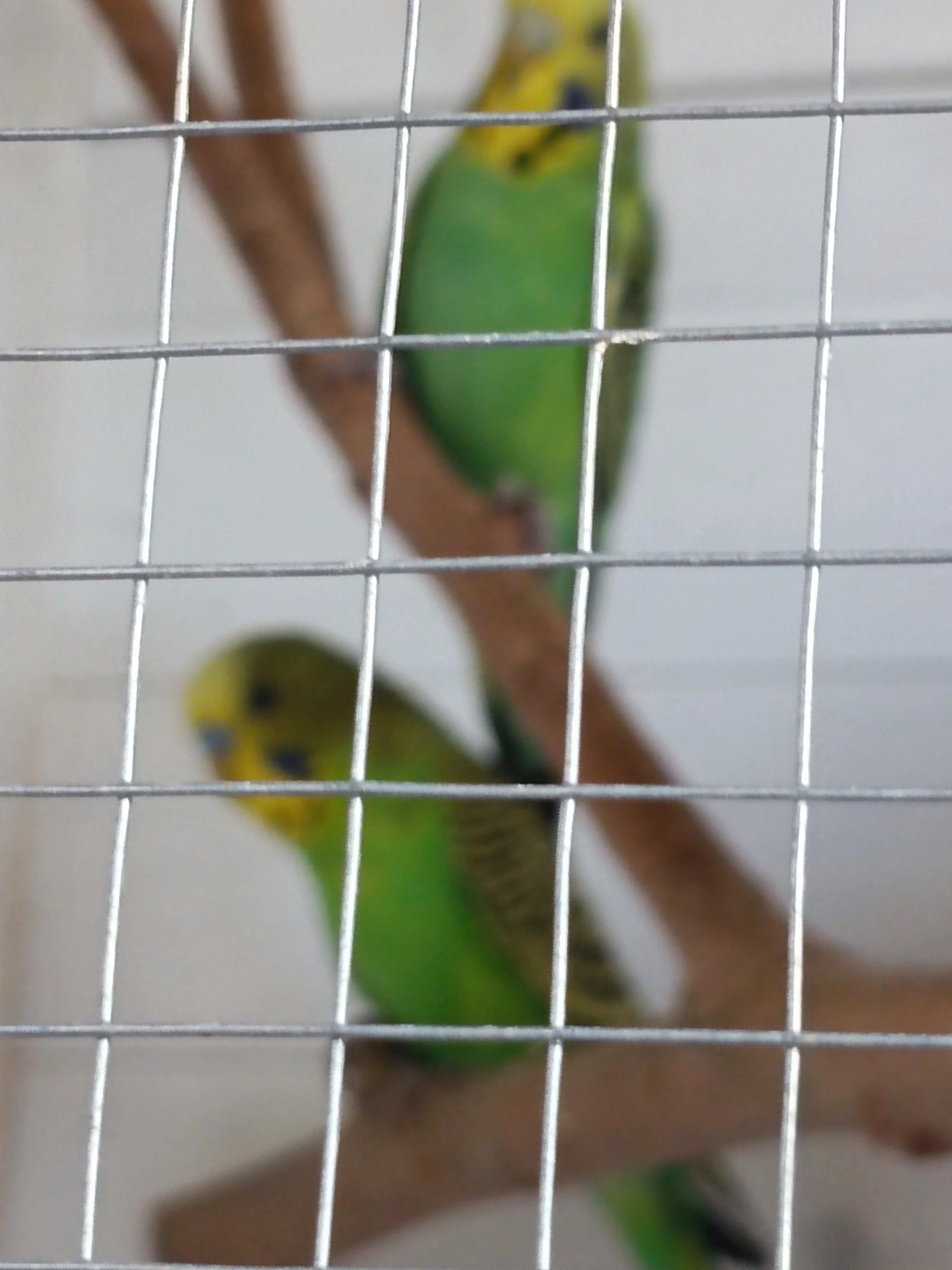 Andulka