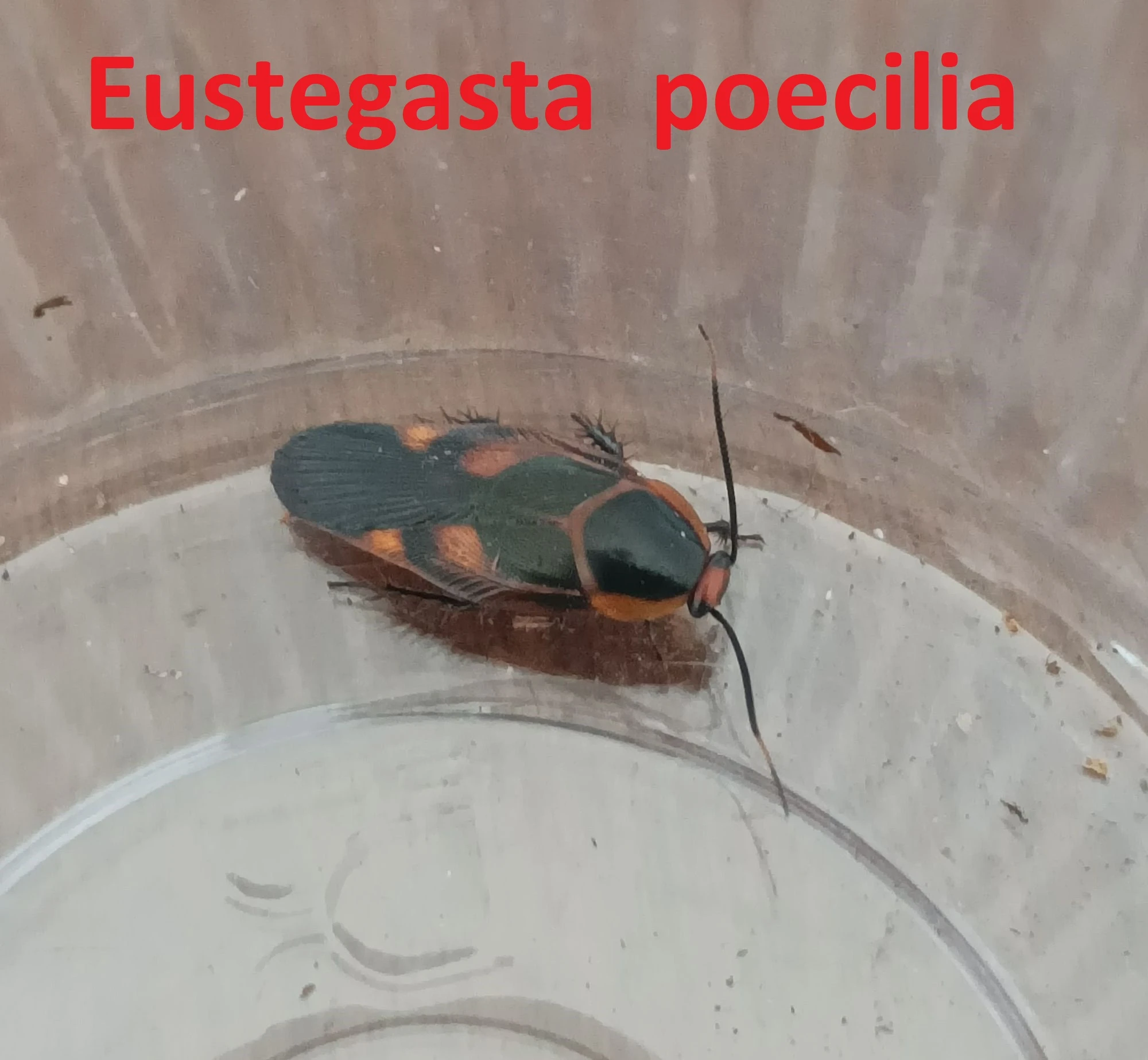 Okrasné druhy švábů a stínky