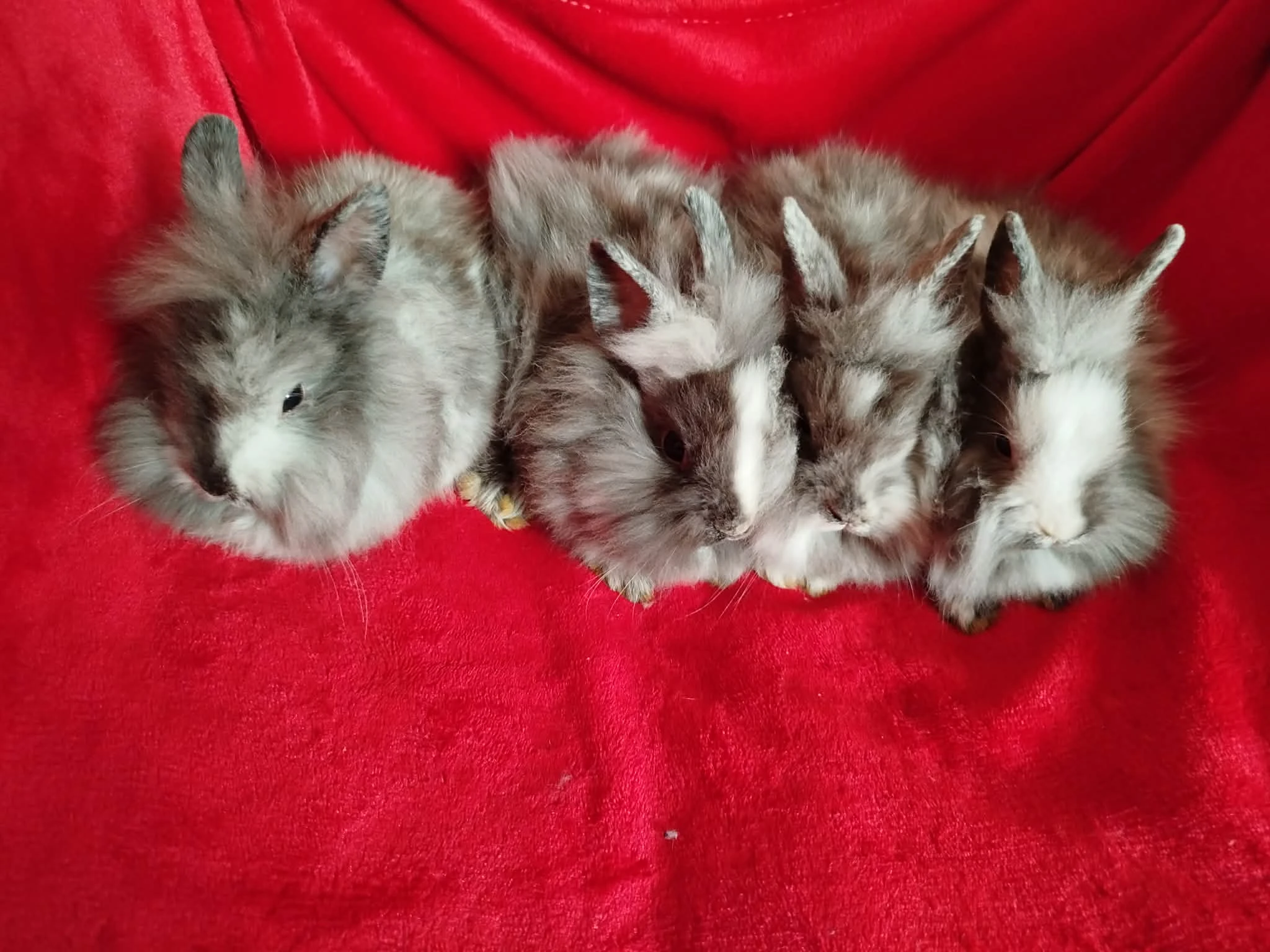 Nabízím zakrslé králíčky- teddy-stáří 2,5 měsíce