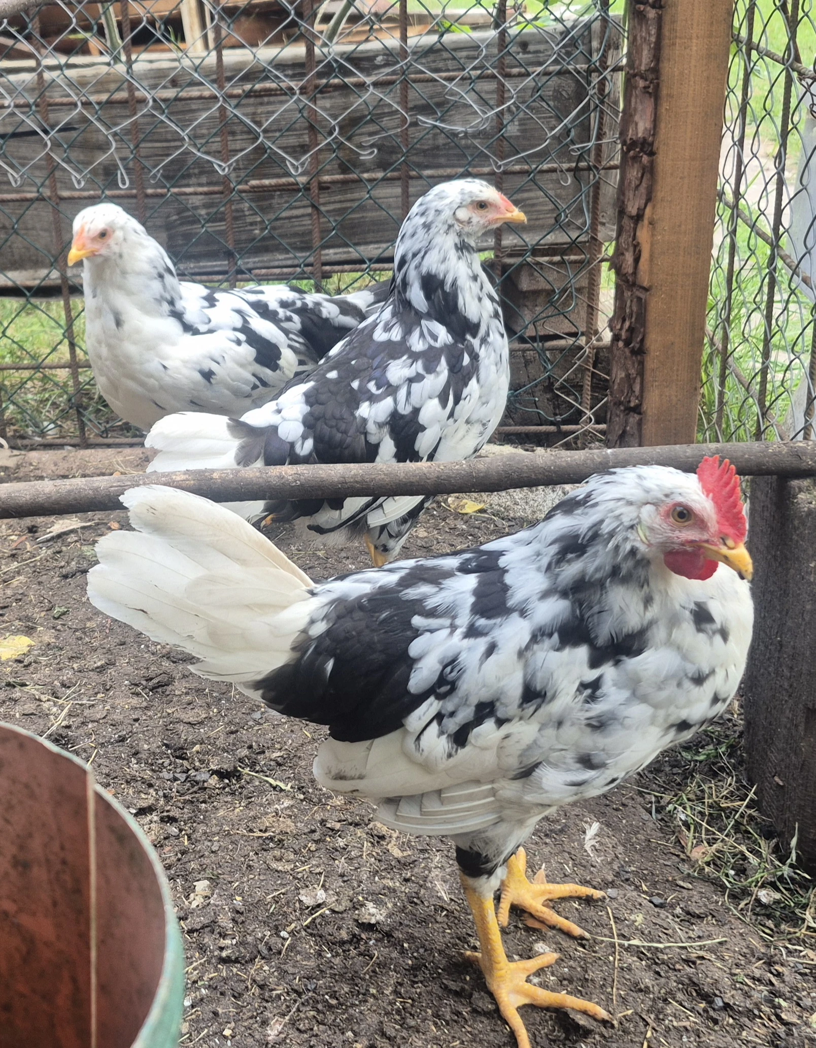 Prodam Vlasky Excheguer