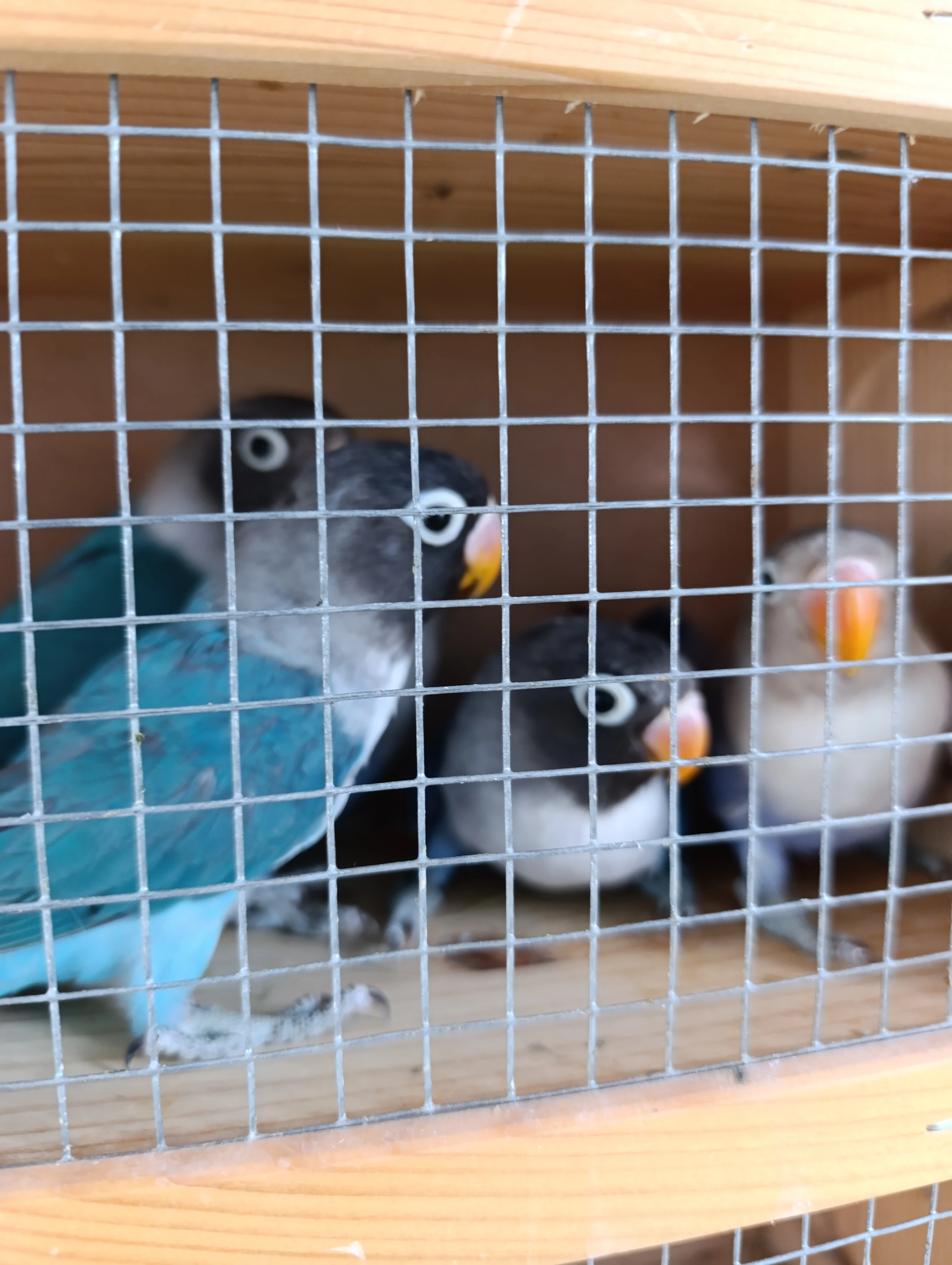 Agapornis škraboškový