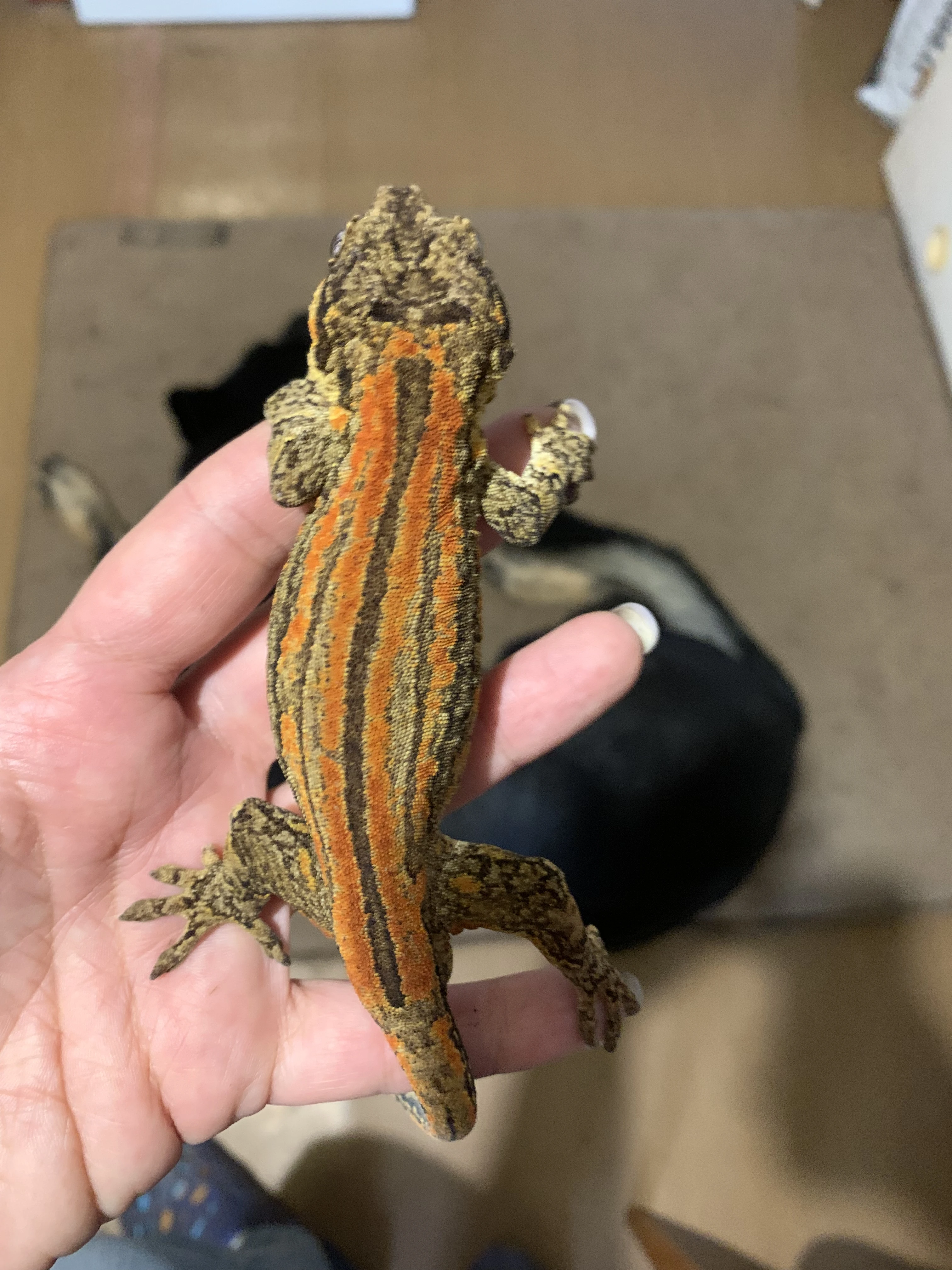 Rhacodactylus auriculatus