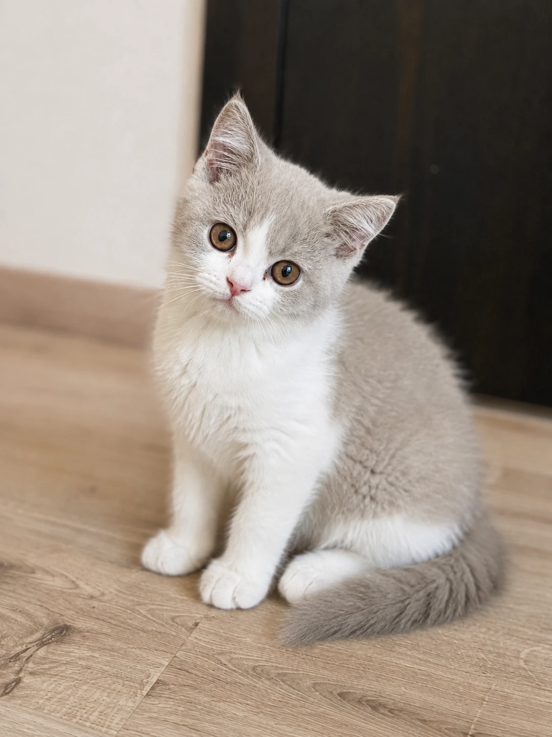 Britské koťátko bicolor lilac s PP