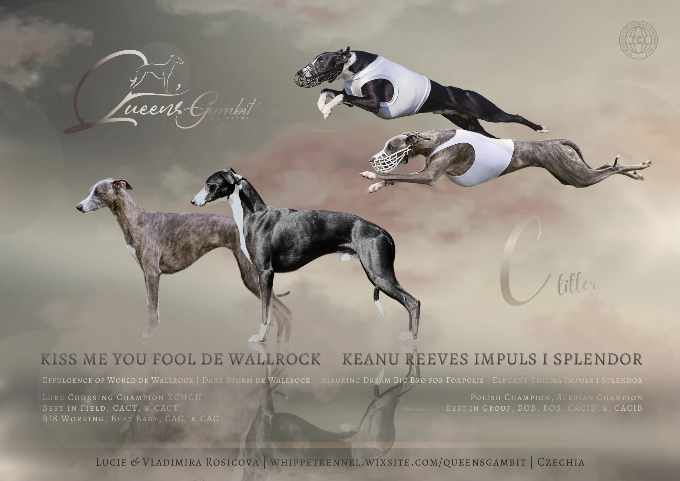 Whippet / Vipet s PP FCI
