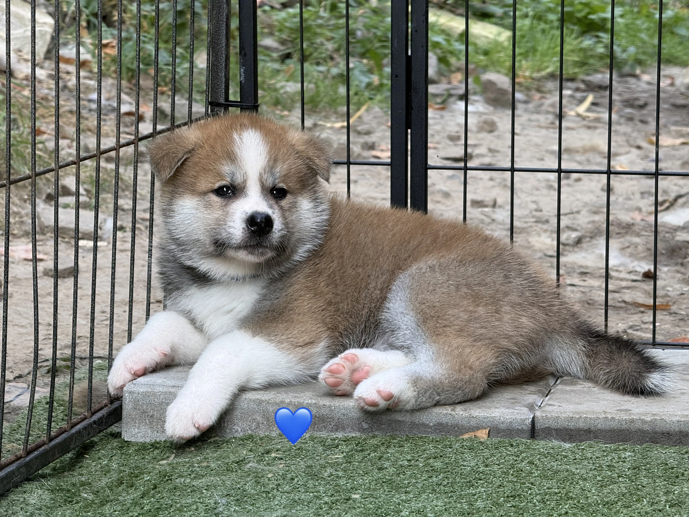Akita s PP
