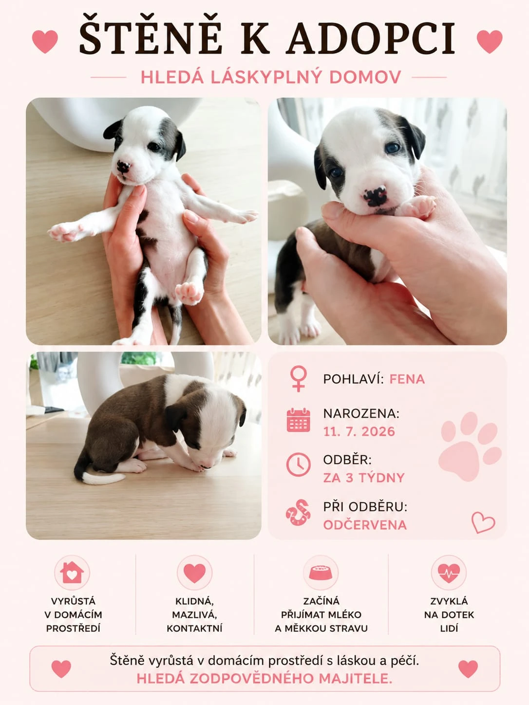 Štěňata pitbulla hledají milující domov 