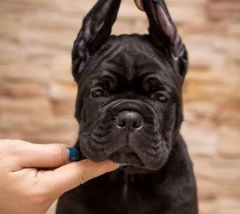 Cane Corso – nový vrh