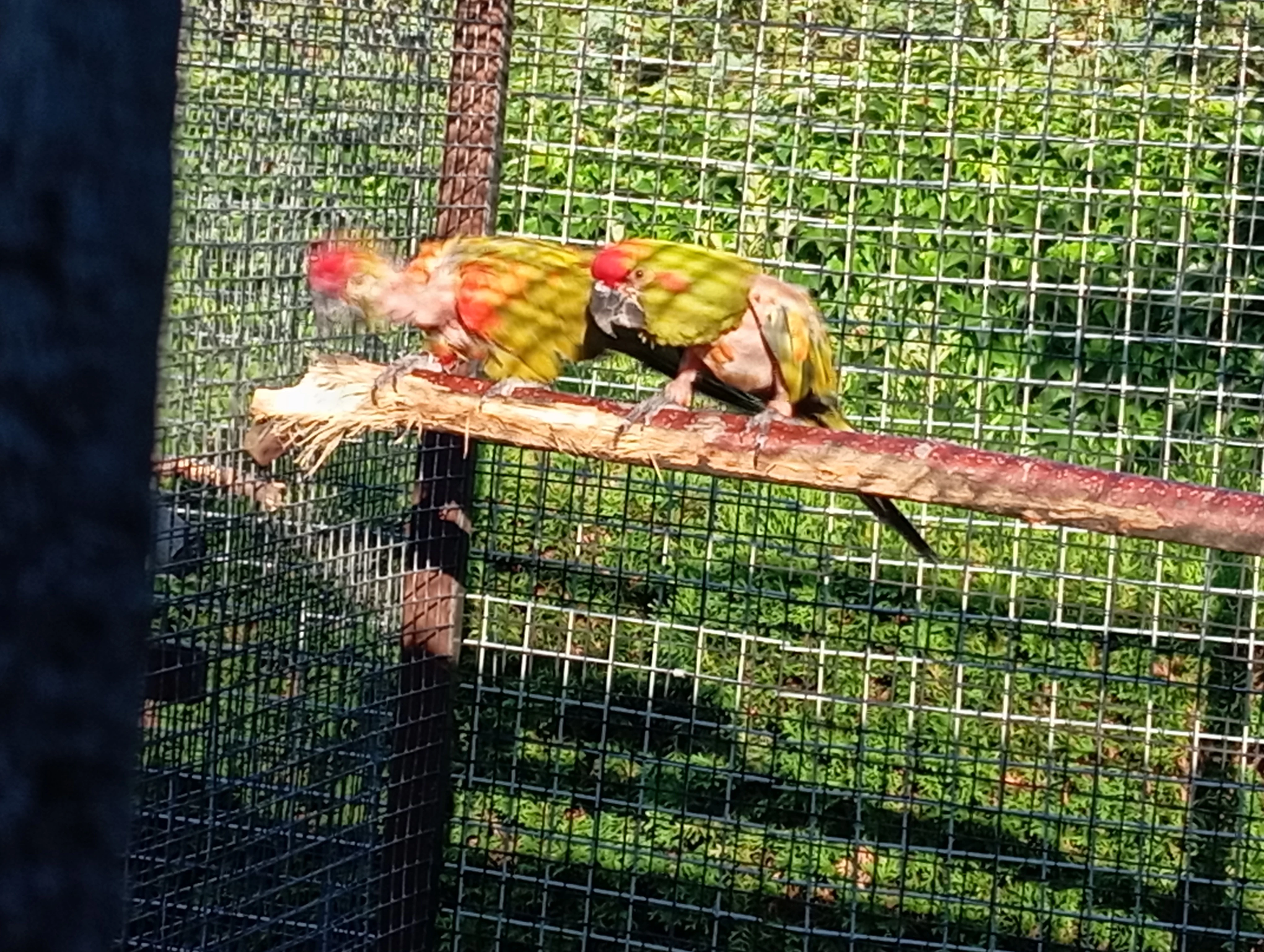 Ara cervenouchy rubrogenys