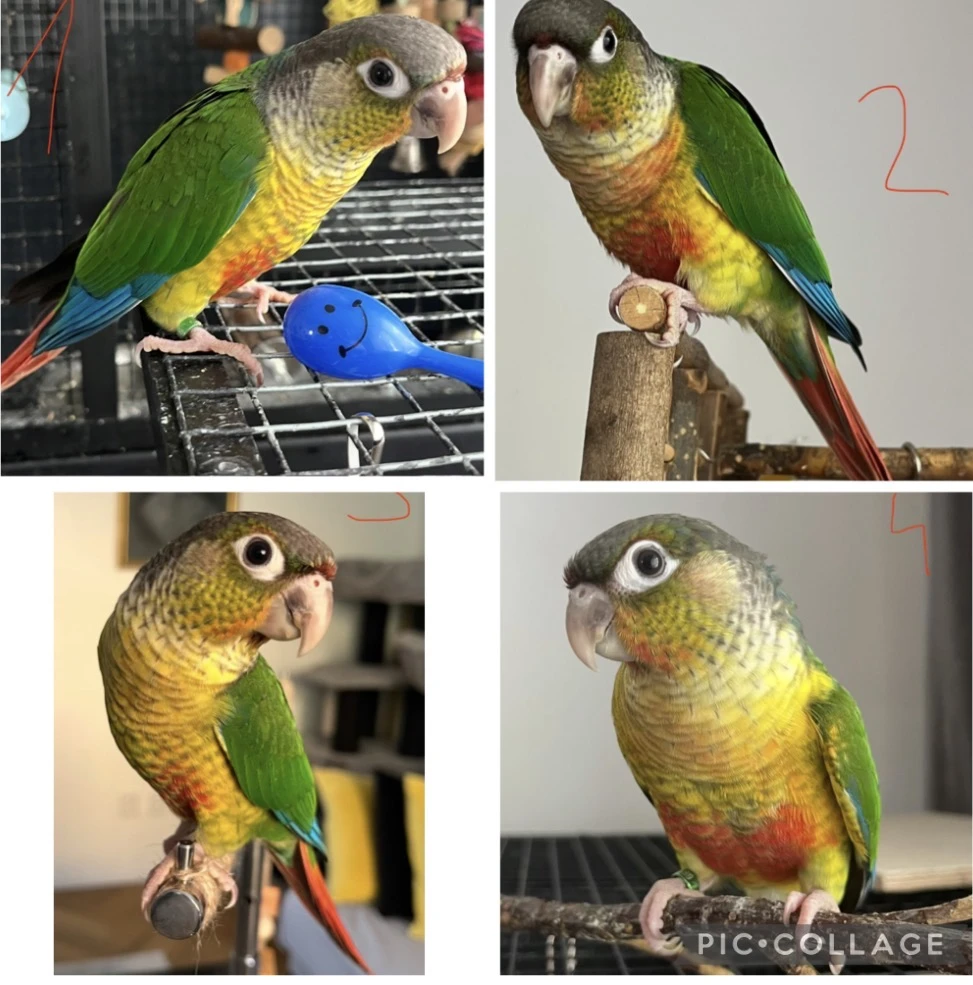 Pyrury