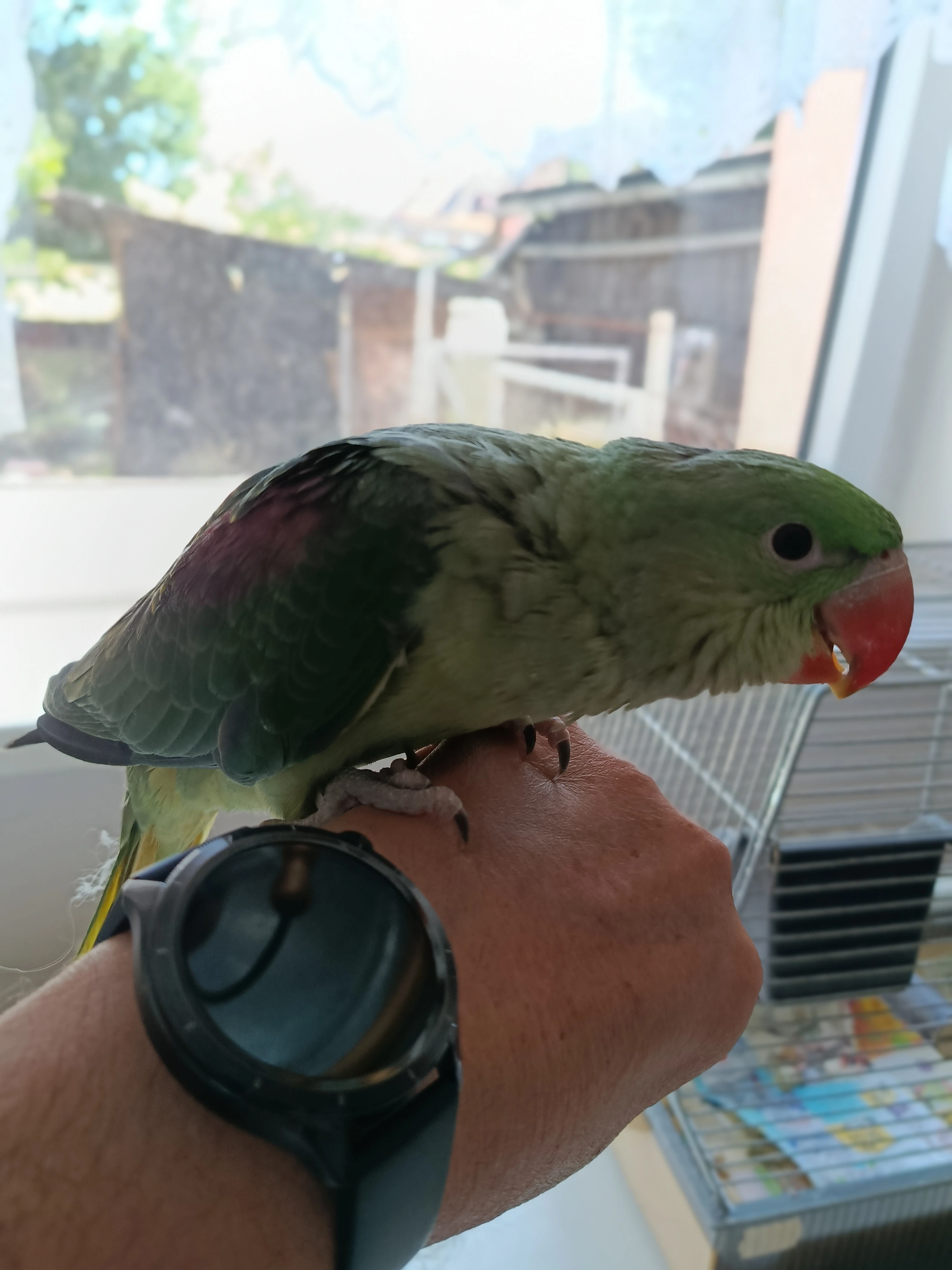 Ručně dokrmený Alexandr velký