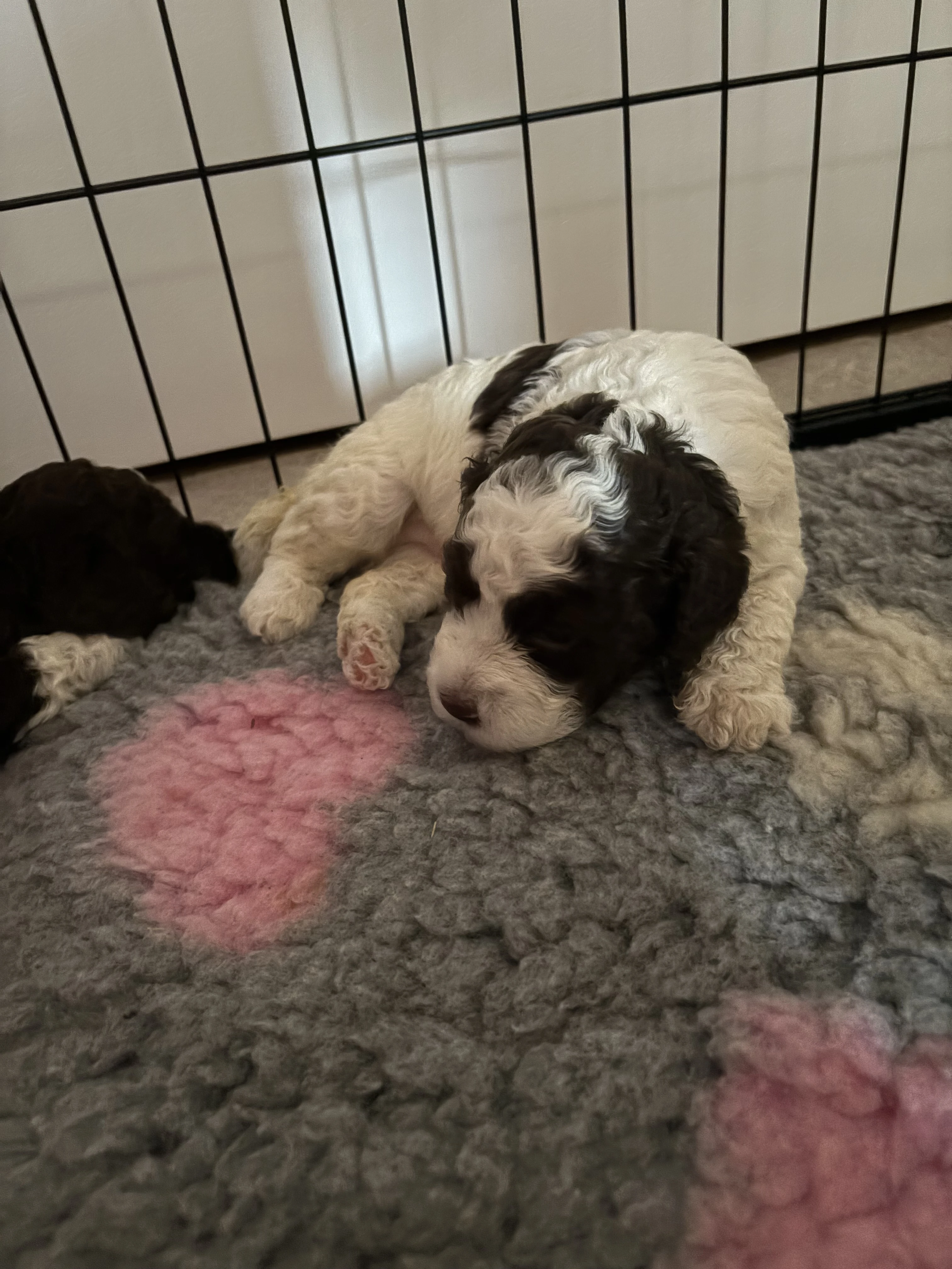 Lagotto Romagnolo - štěňátko