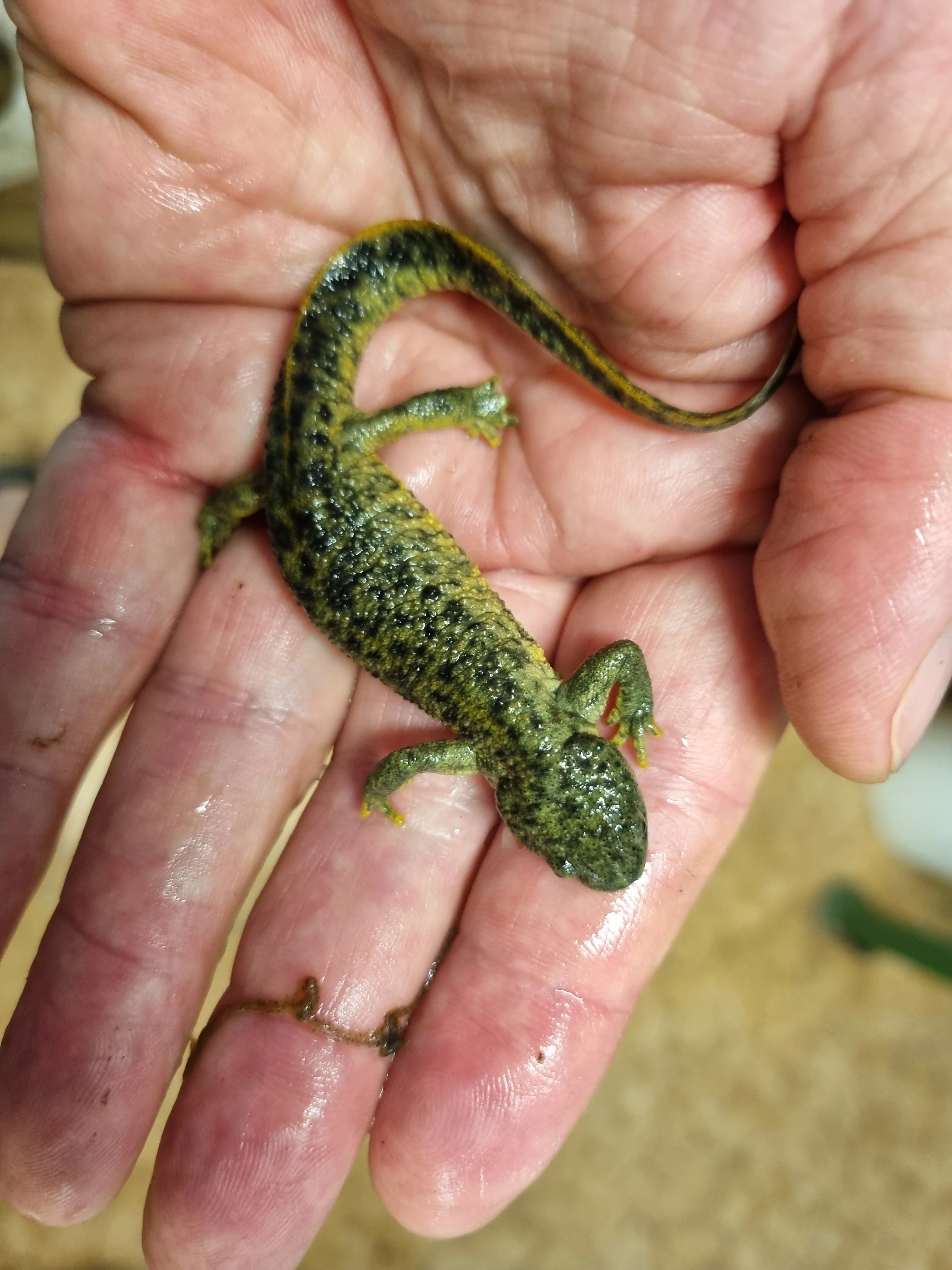 Žebrovník Pleurodeles nebulosus a P. waltl