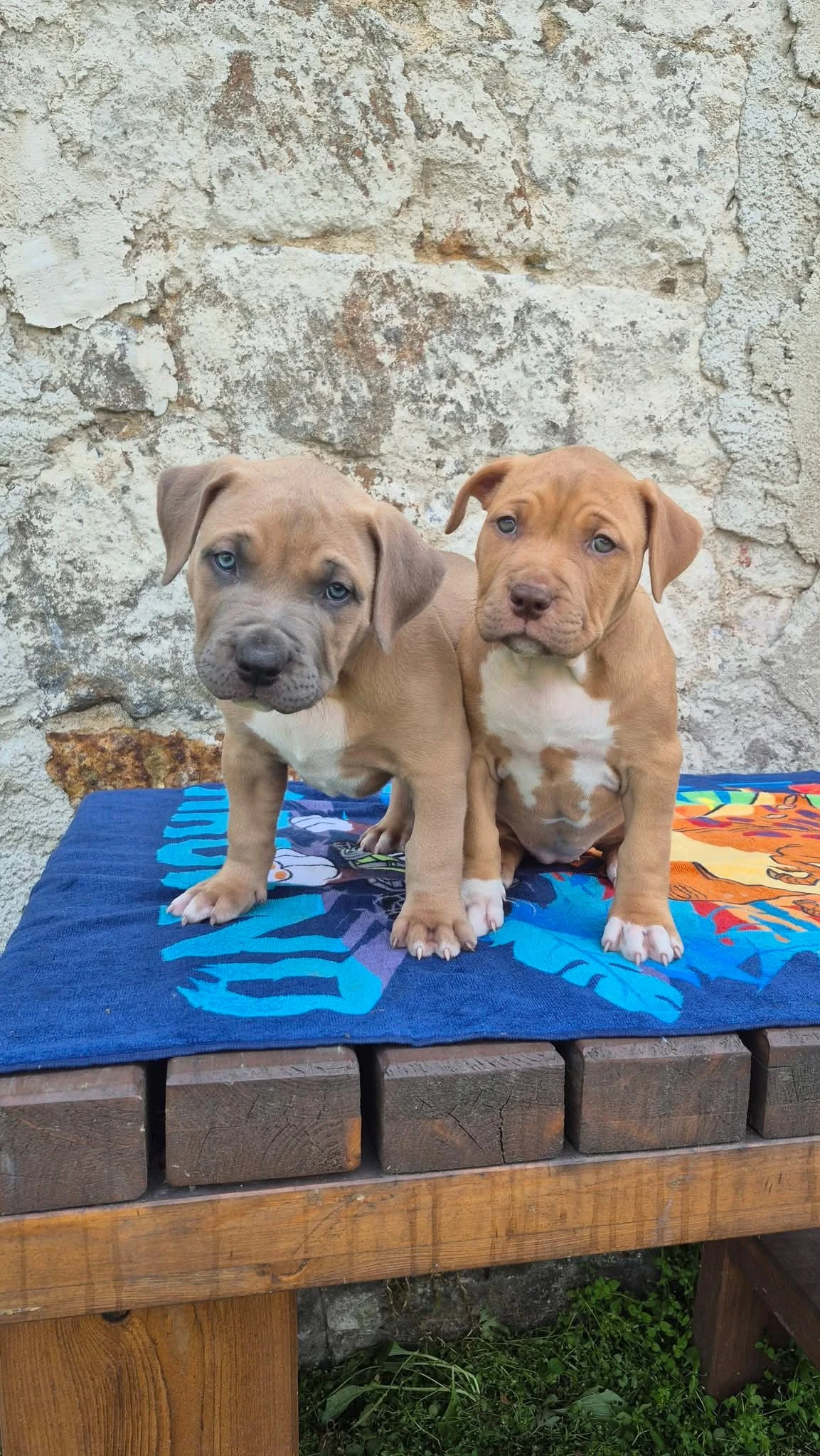 American bully xl s PP