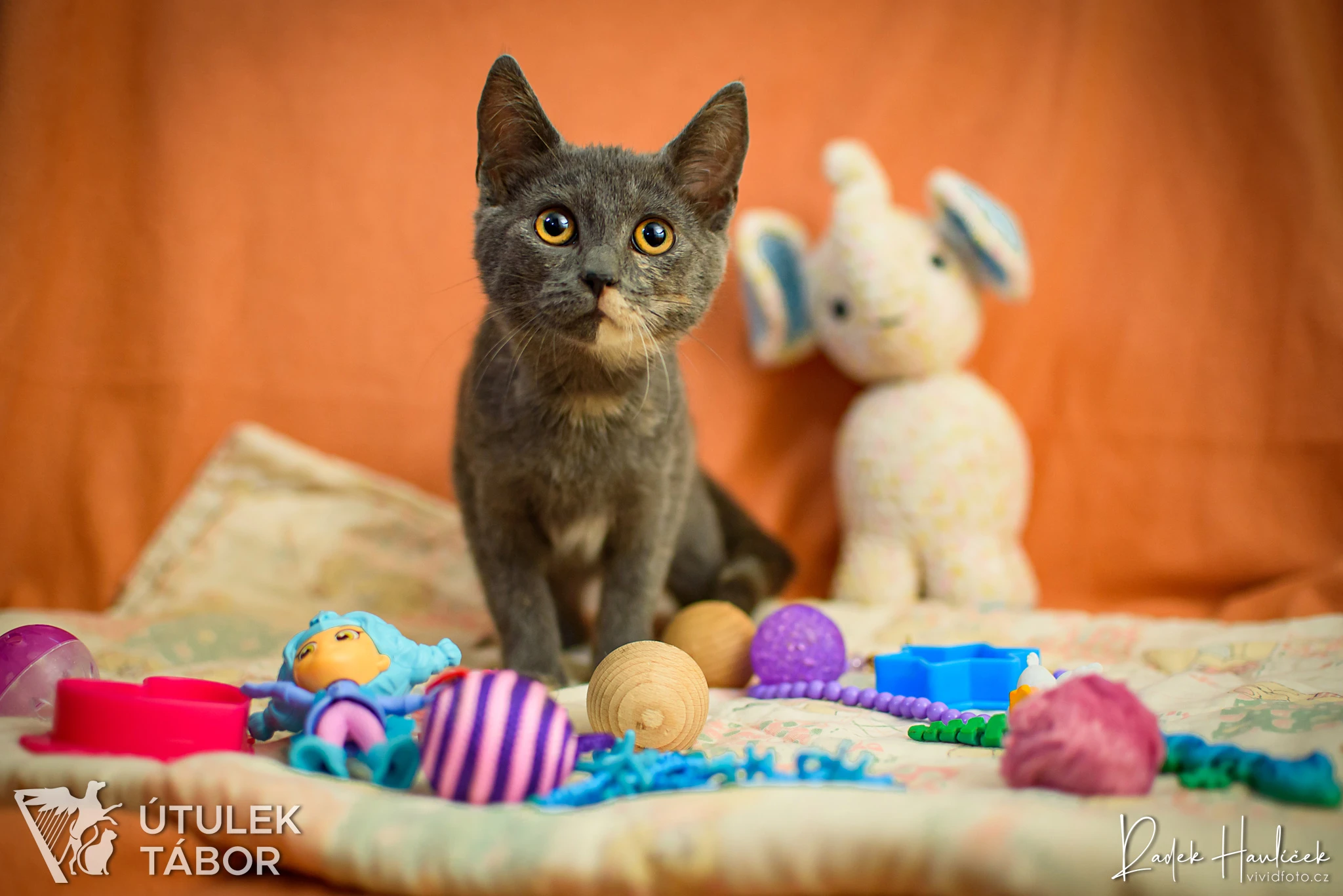 Toy k adopci