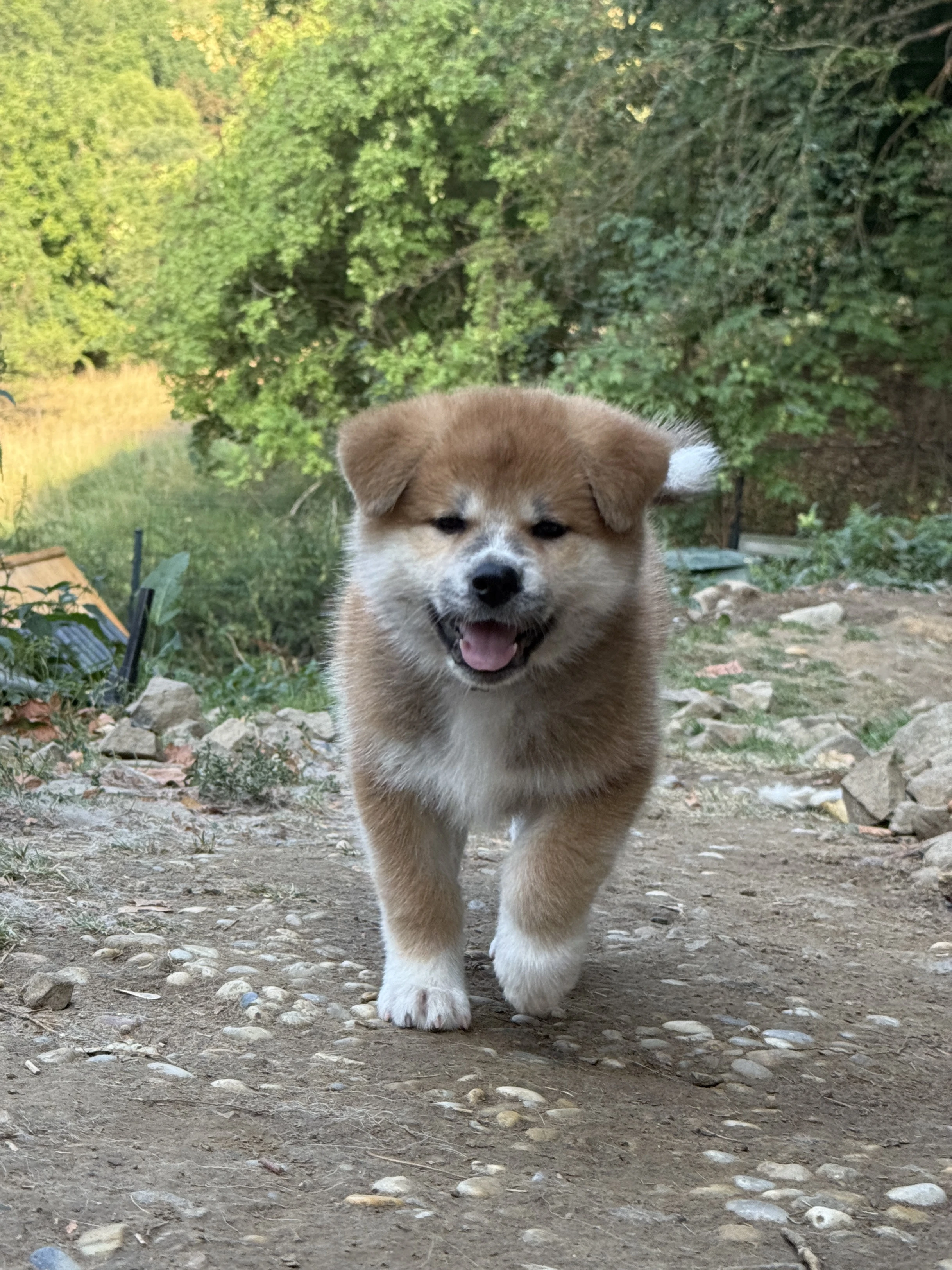 Akita s PP
