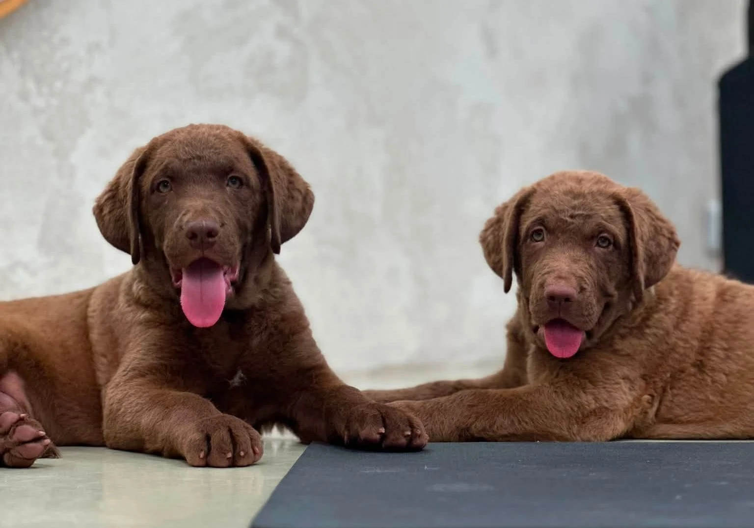 Chesapeake bay retrívr(jako hnědý labrador-retriever) s PP