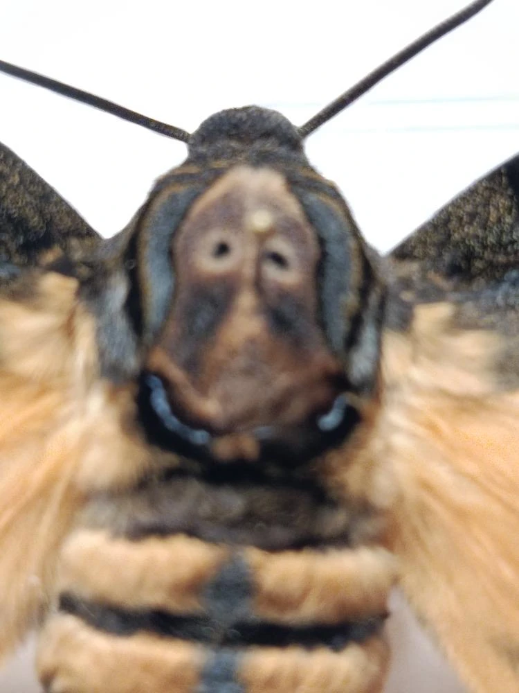 Acherontia styx