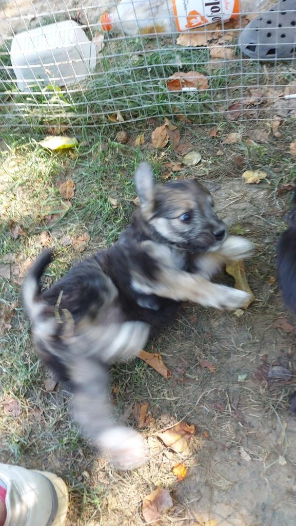 Štěňátka kříženci