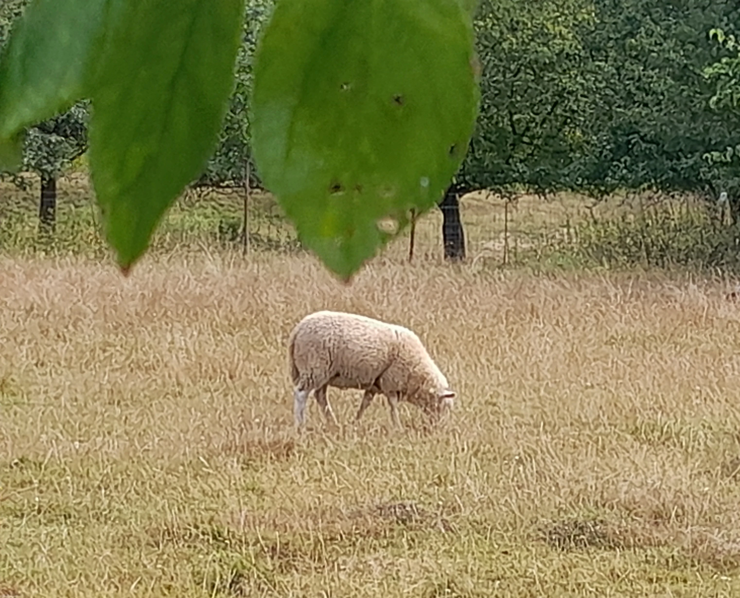 Jehně,jehňata