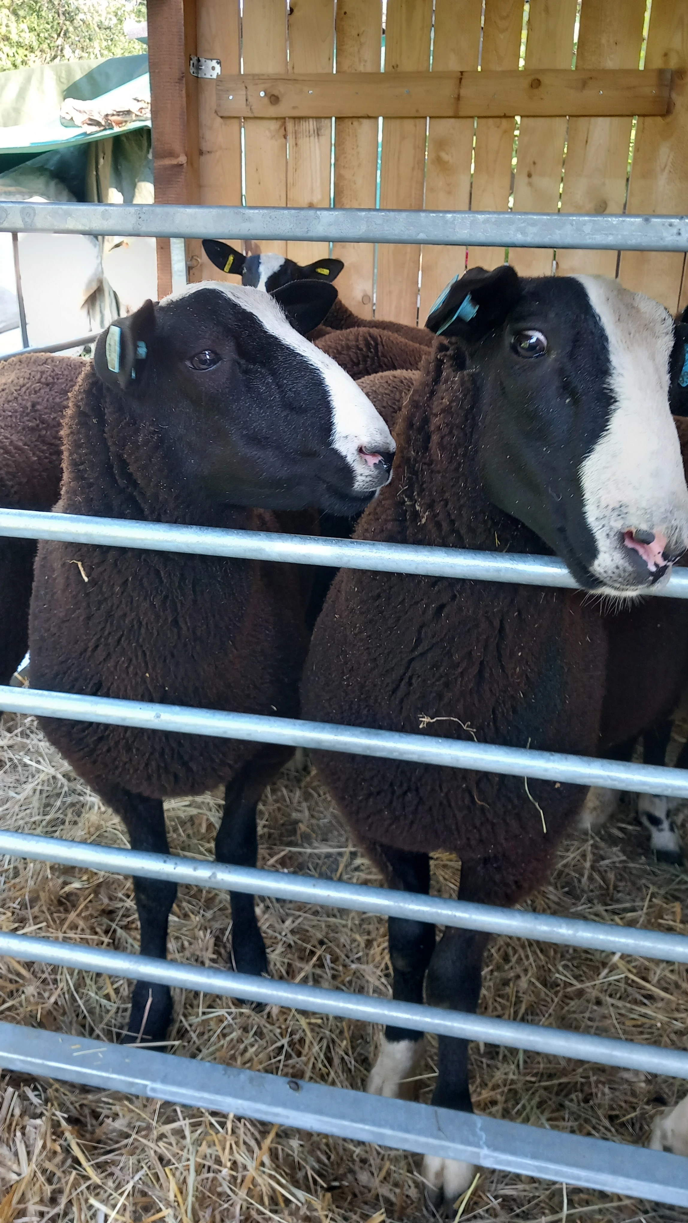 Berani zwartbles