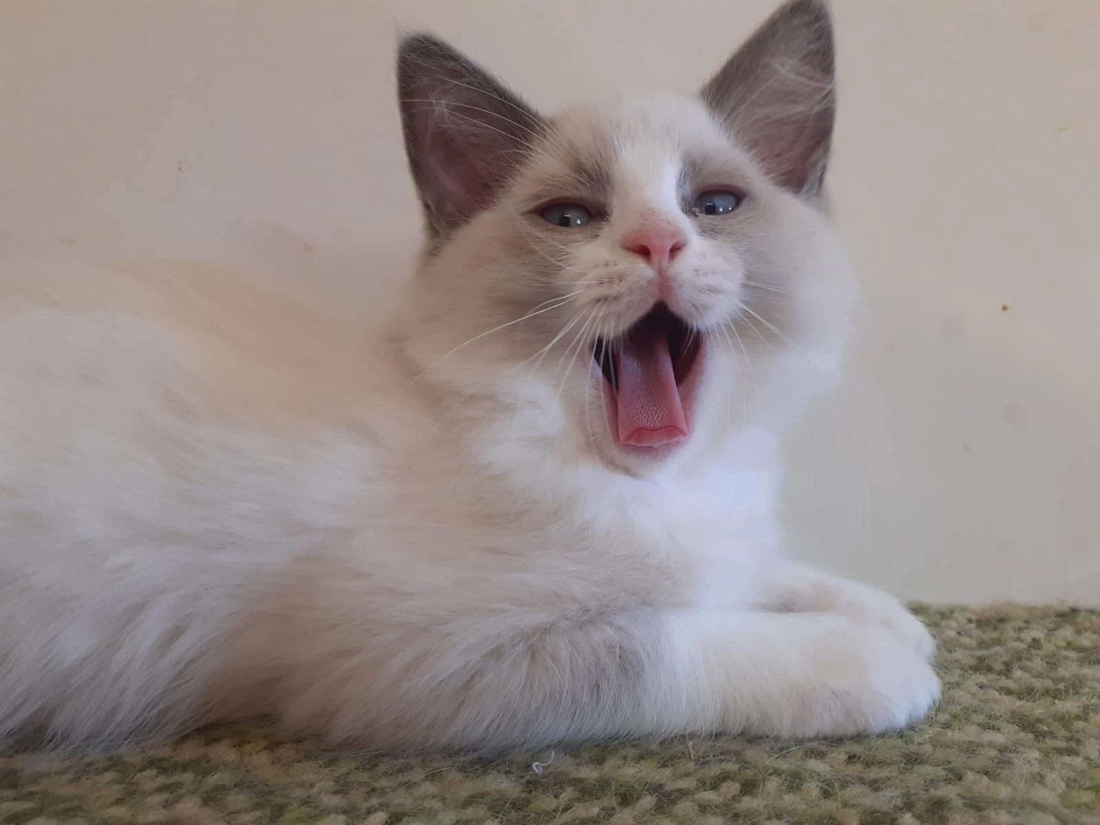 Kocourek po rodičích plemene Ragdoll