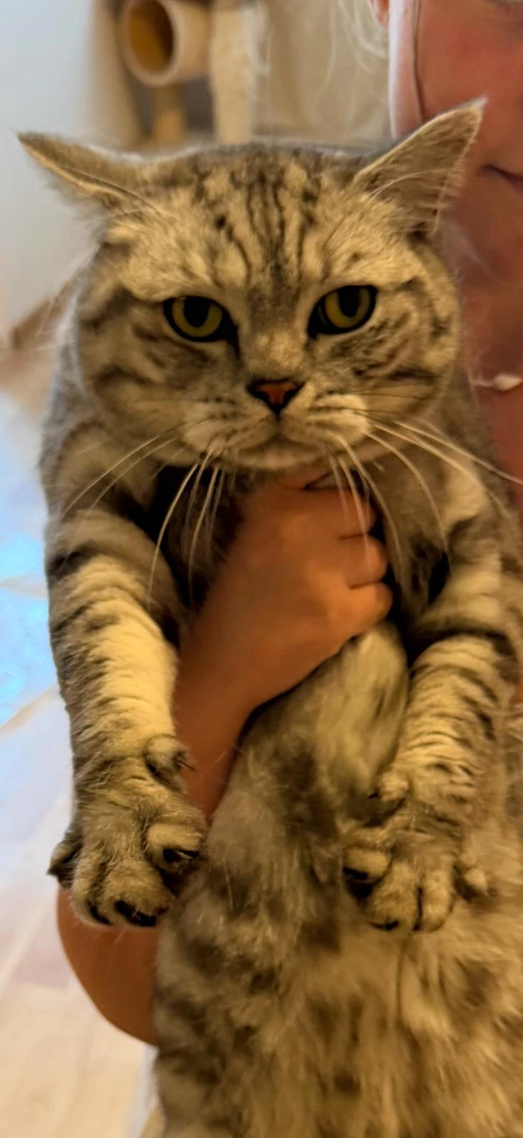 Britský kocour Whiskas fešák hledá nový "bejvák"